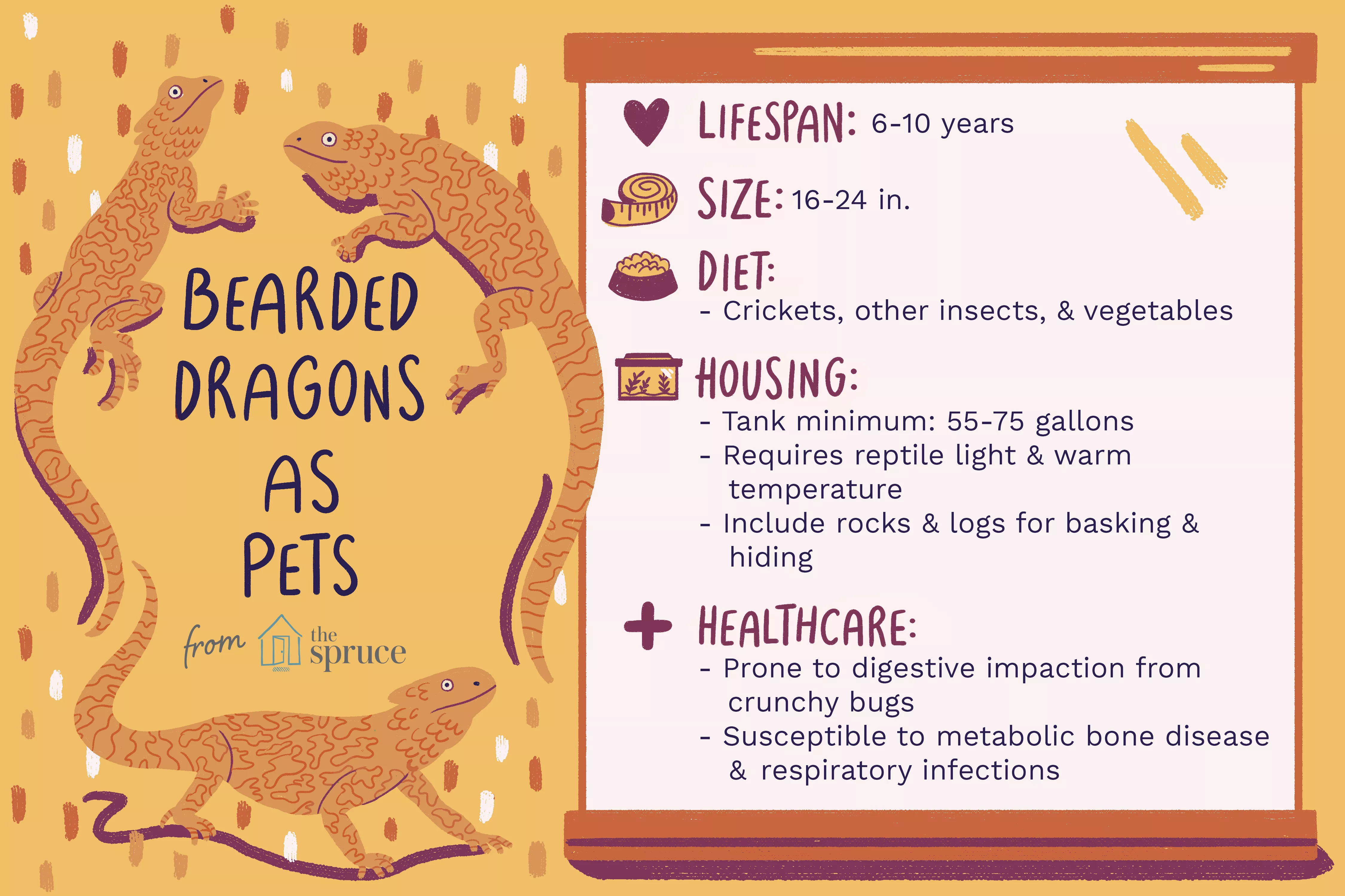 bearded dragons as pets