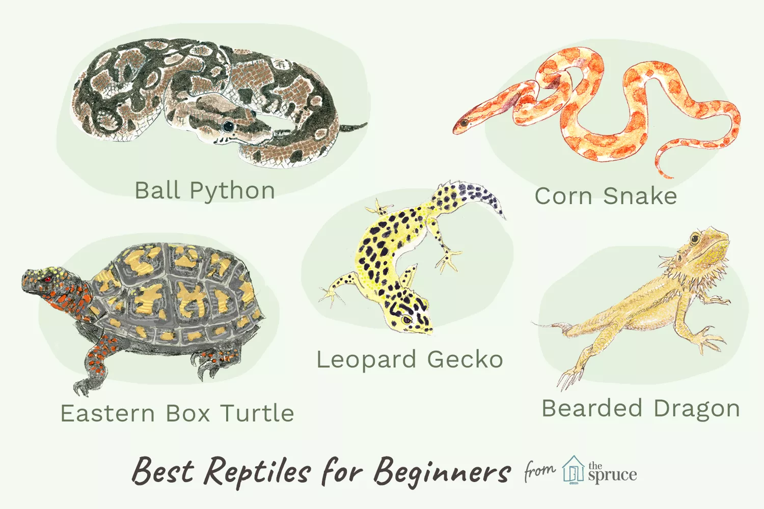 An Overview of Pet Reptiles for Beginners — care guide