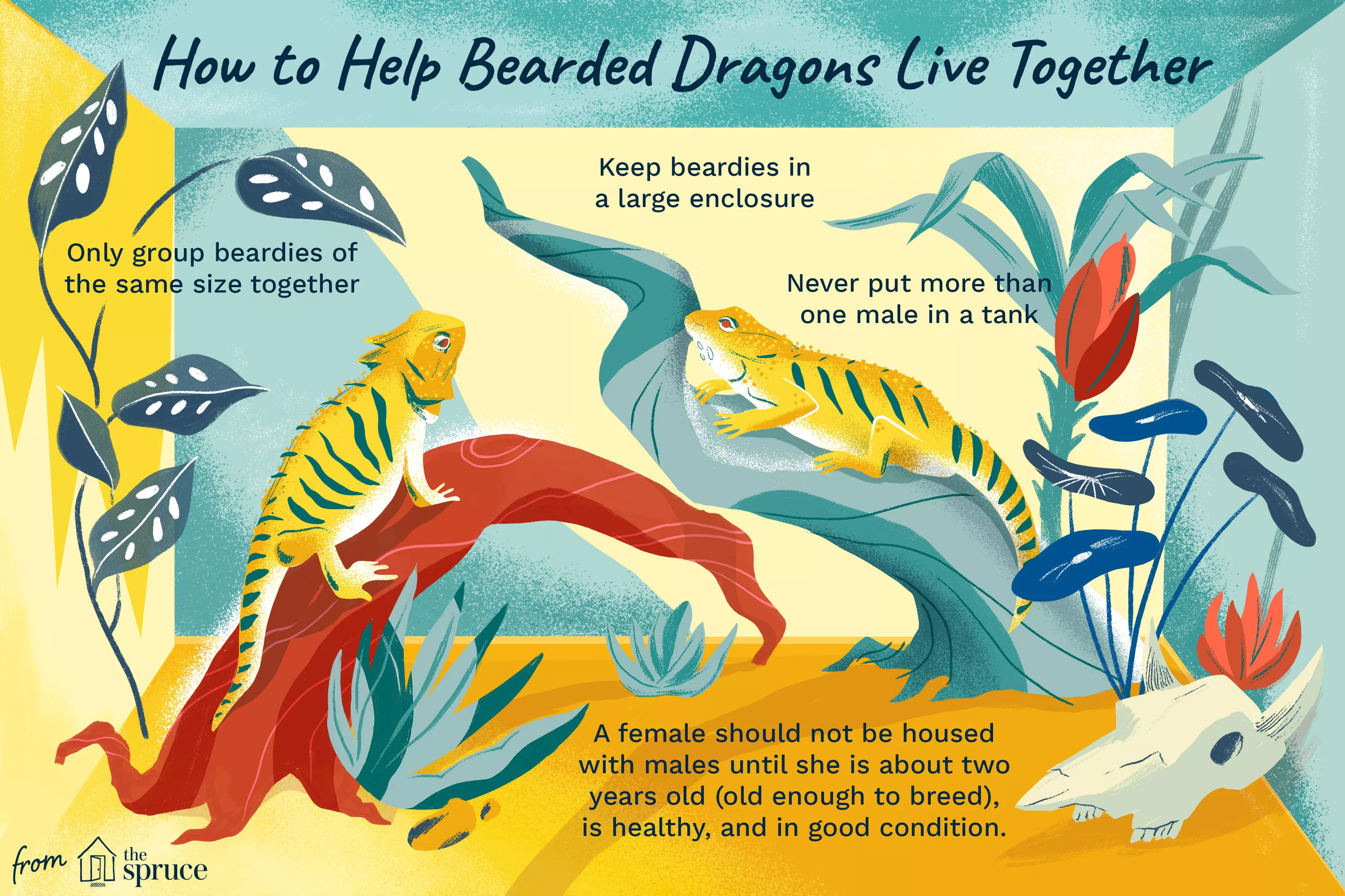 Bearded Dragons Live Together