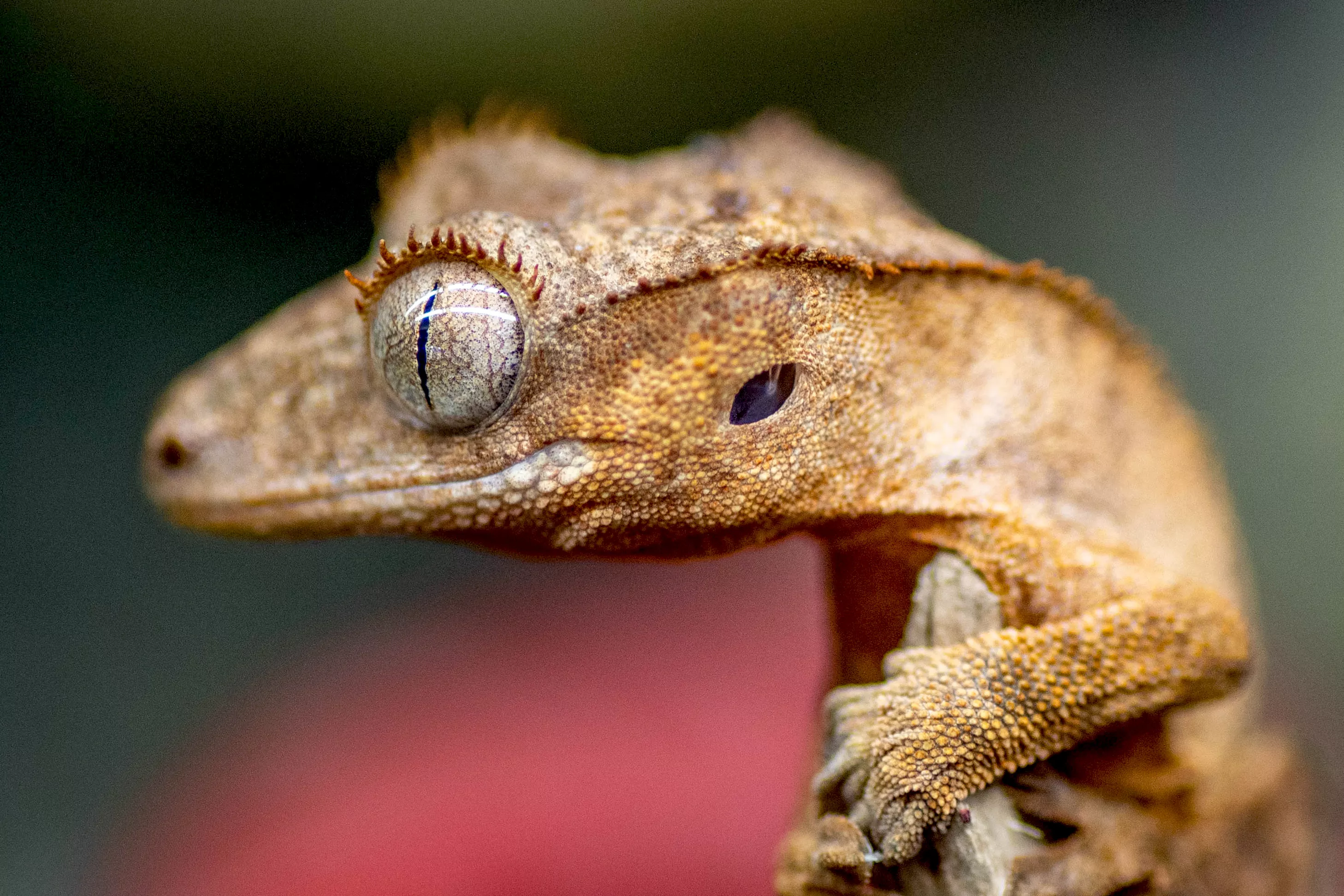 Creested gecko with gray eyes and scaly light brown skin closeup