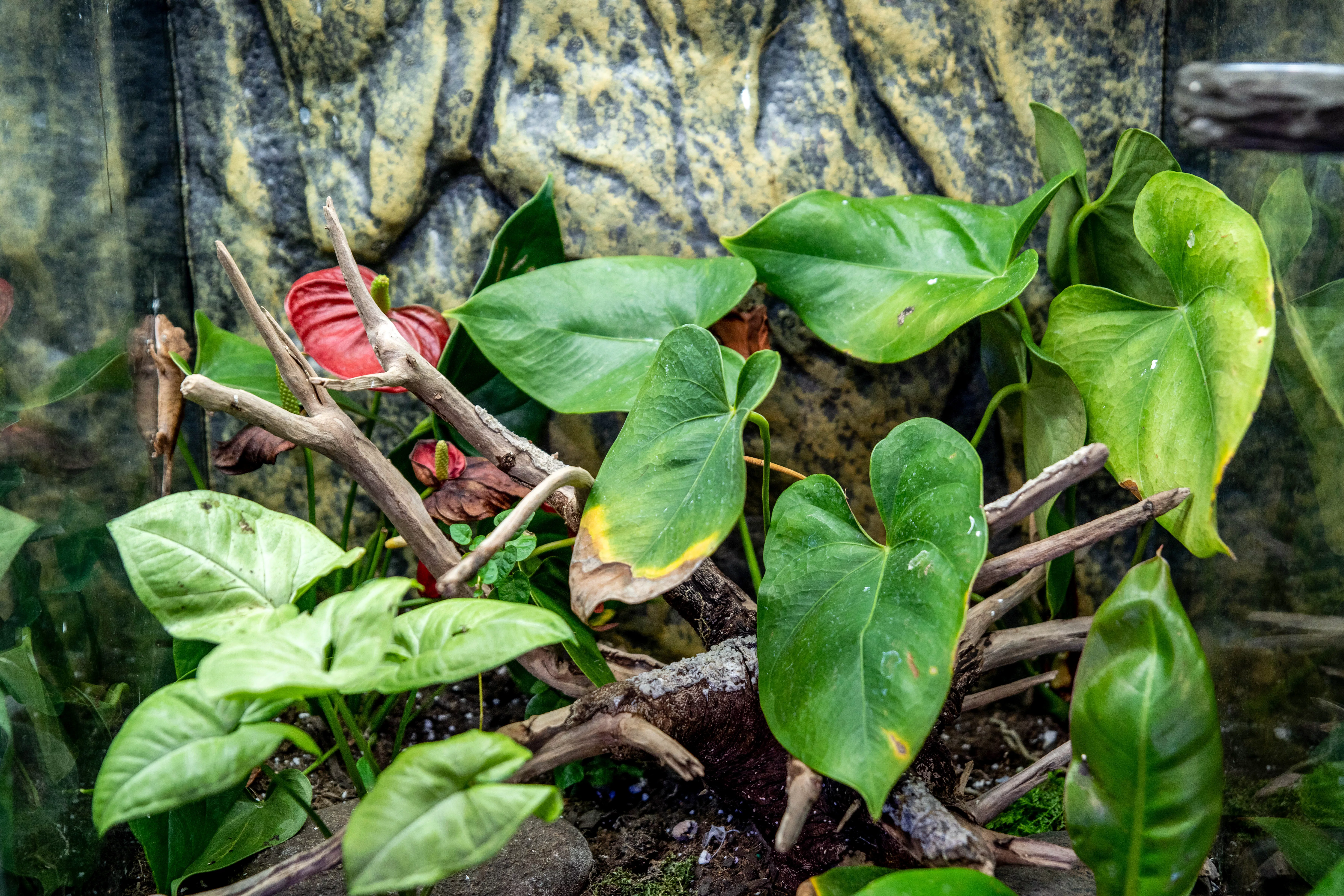 Crested gecko habitat with climbing branches and large green leaves