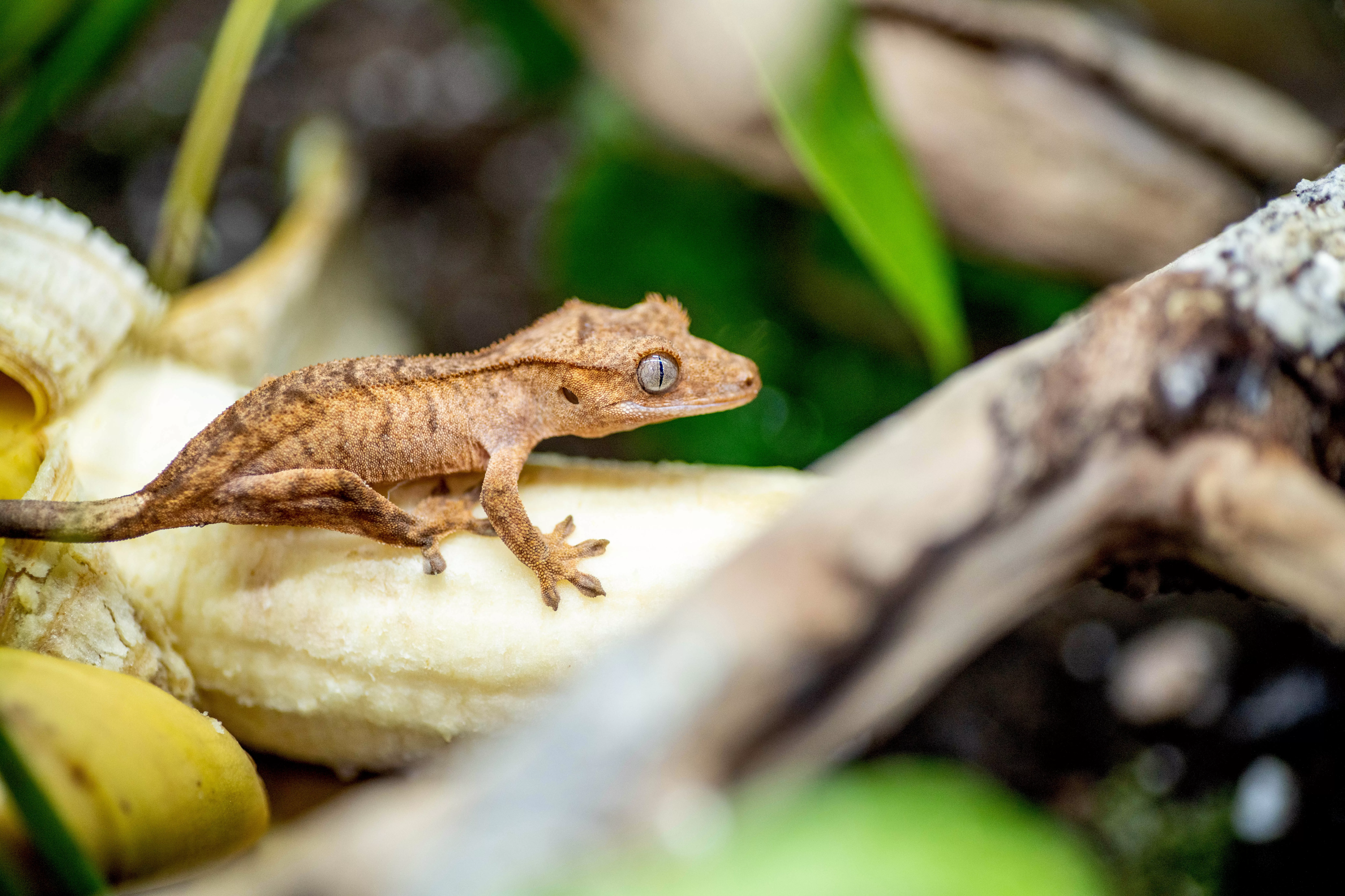 Crested gecko with light brown skin climbing banana