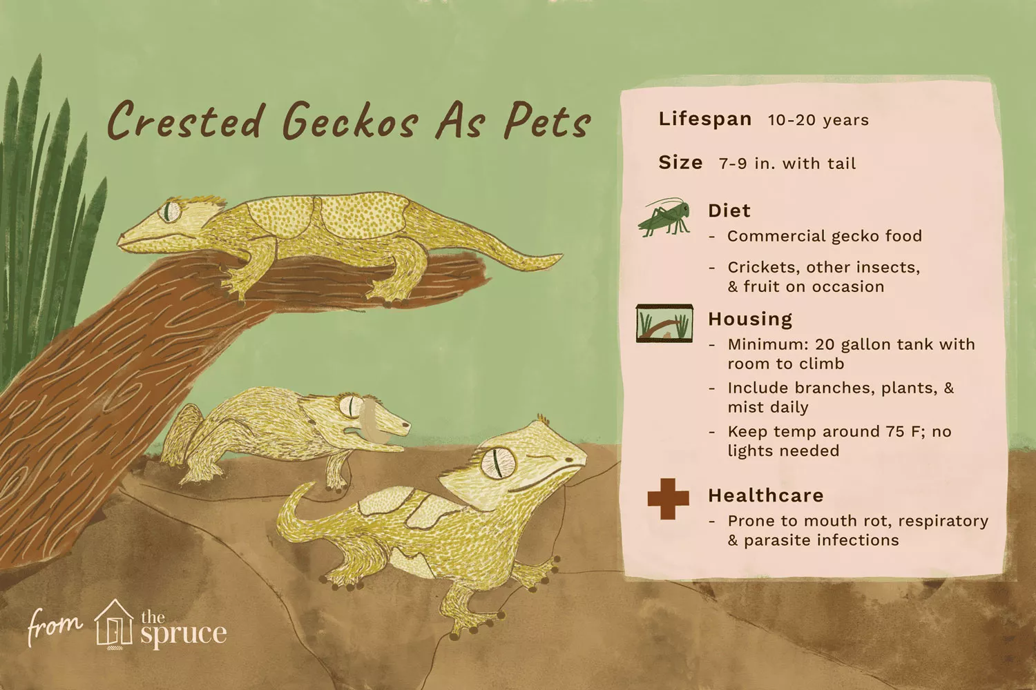 Crested Gecko: Species Profile