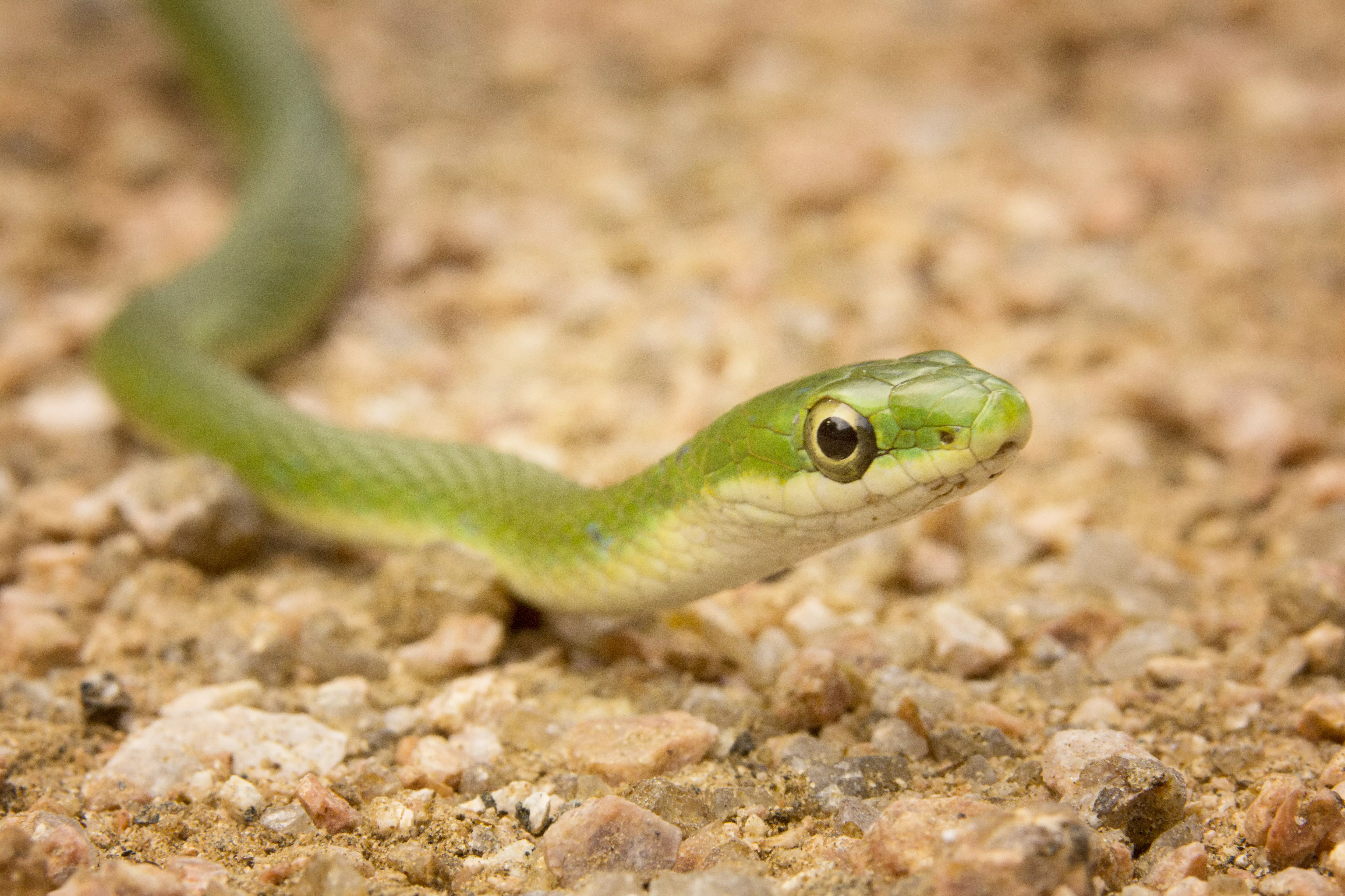 Green Snake Species Profile — care guide