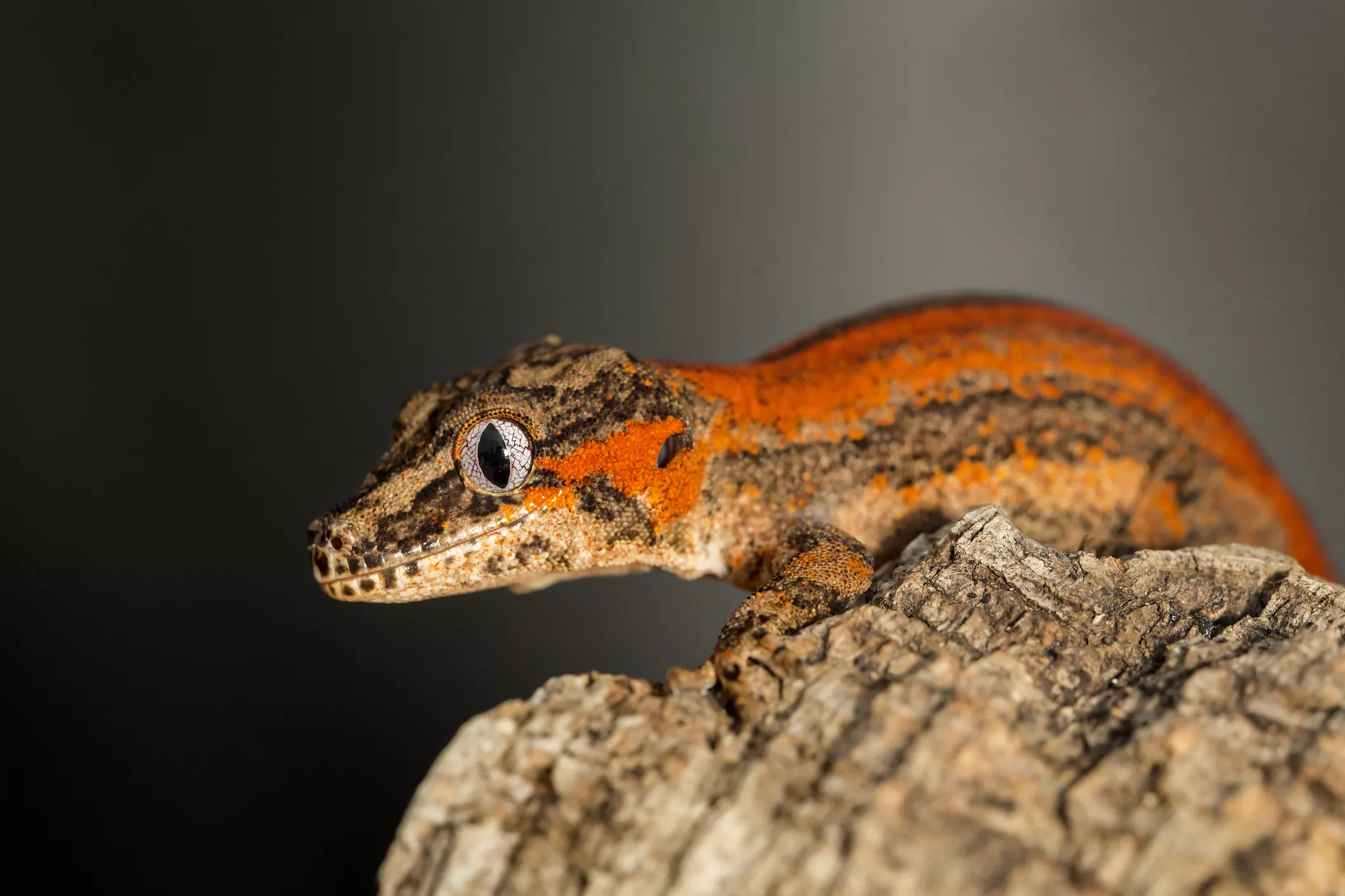 Gargoyle Gecko: Species Profile — care guide