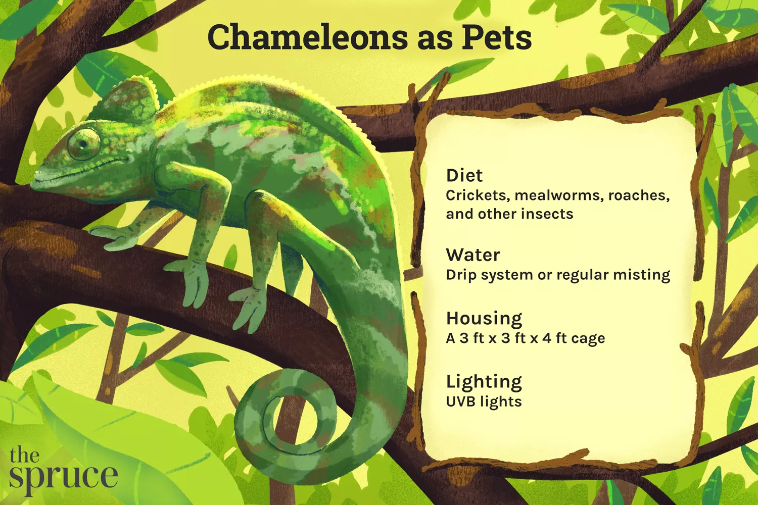 Information on keeping a chameleon as a pet