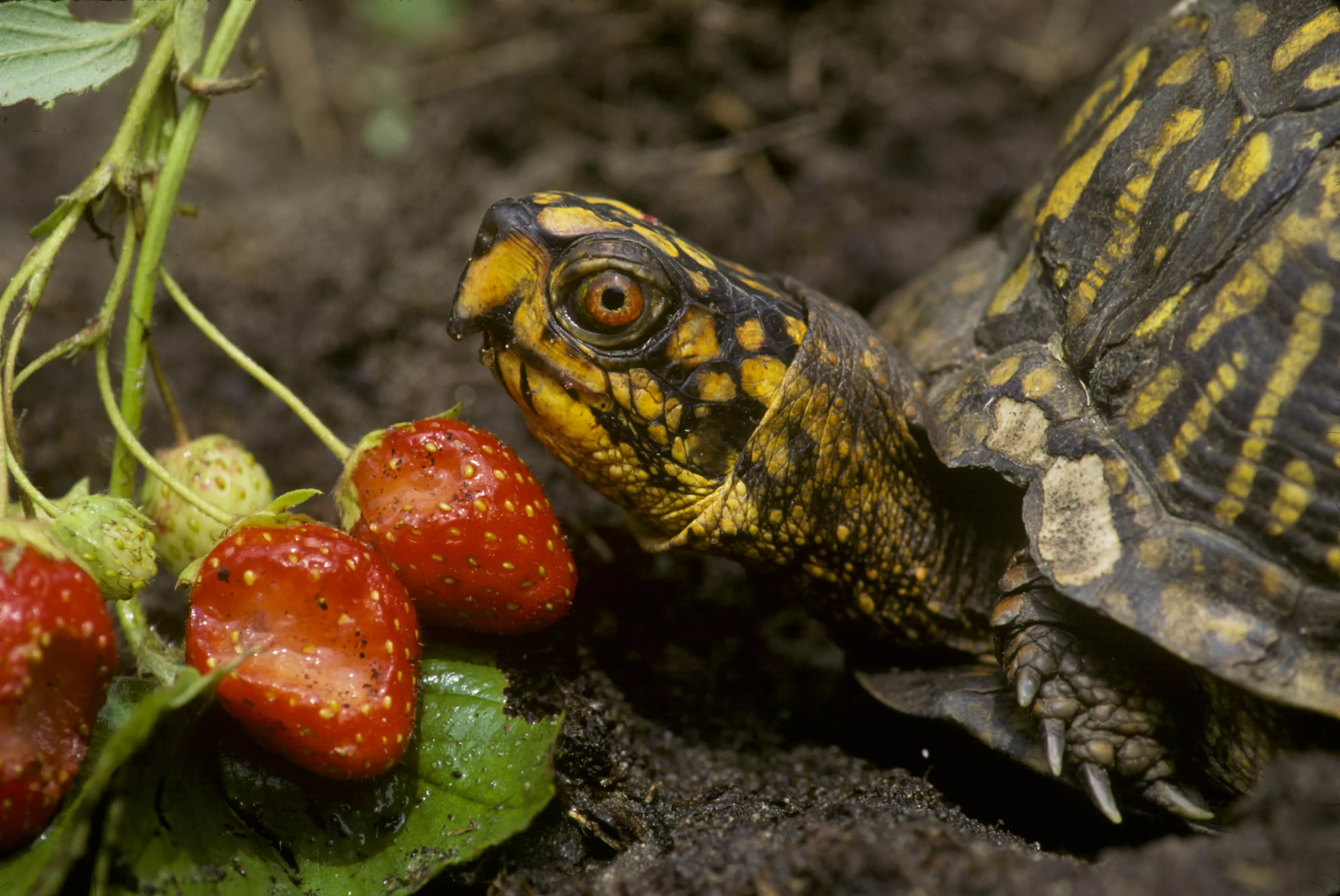 EASTERN BOX TURTLE, TERRAPENE CAROLINA, EATING STRAWBERRIES MICHIGAN
