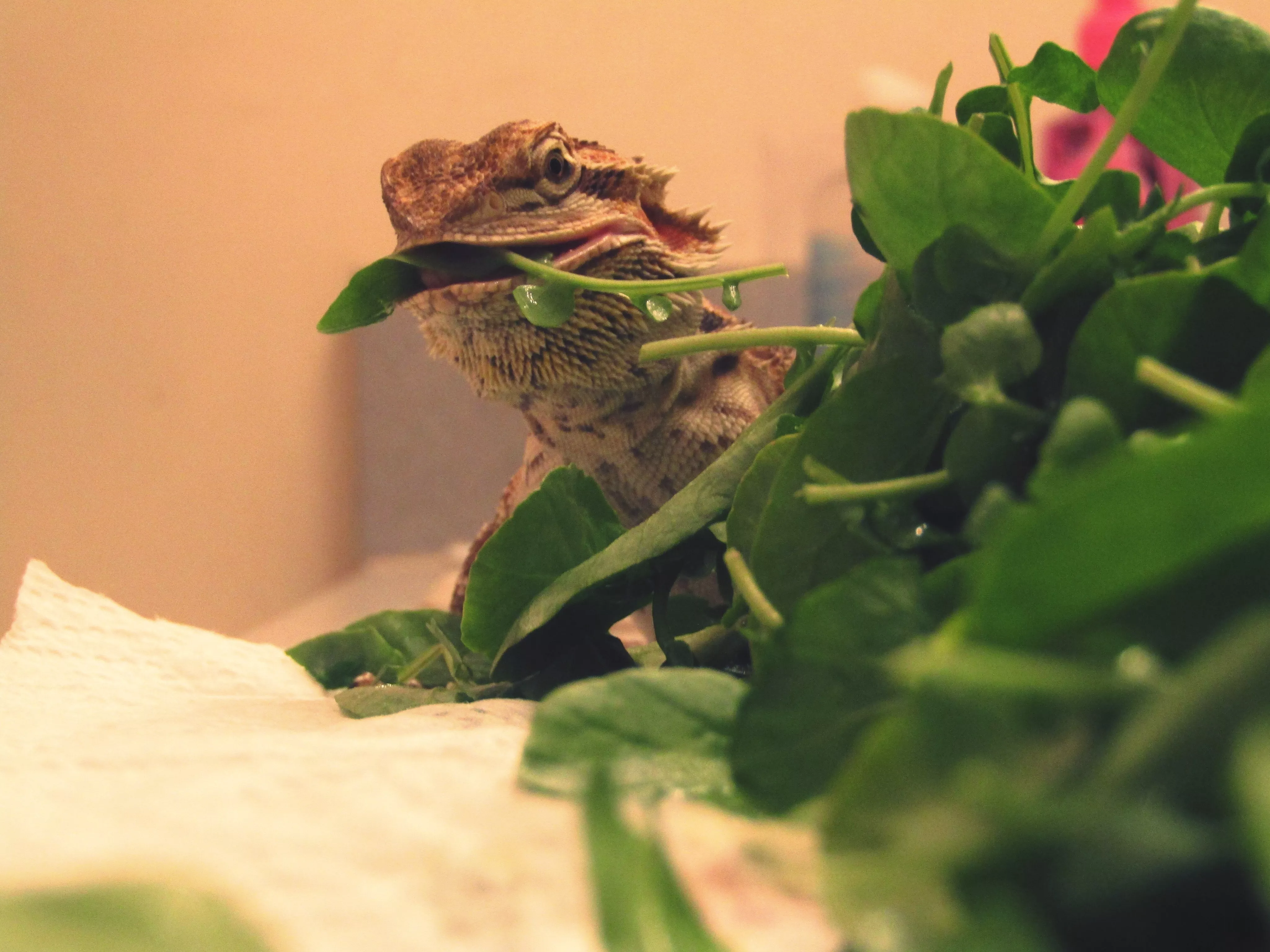Leafy Green Vegetables to Feed Your Bearded Dragon — care guide