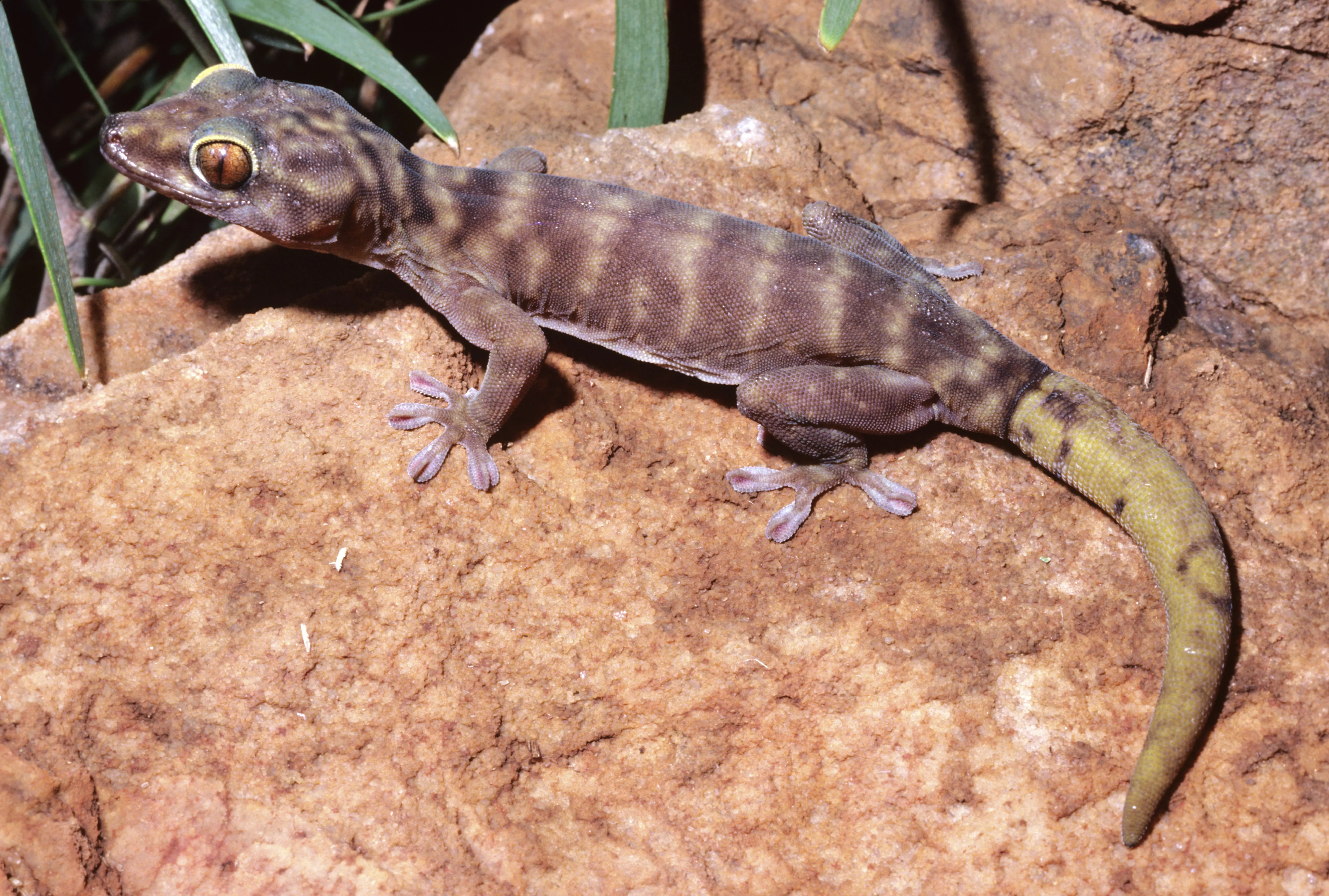 Tail Loss in Geckos — care guide
