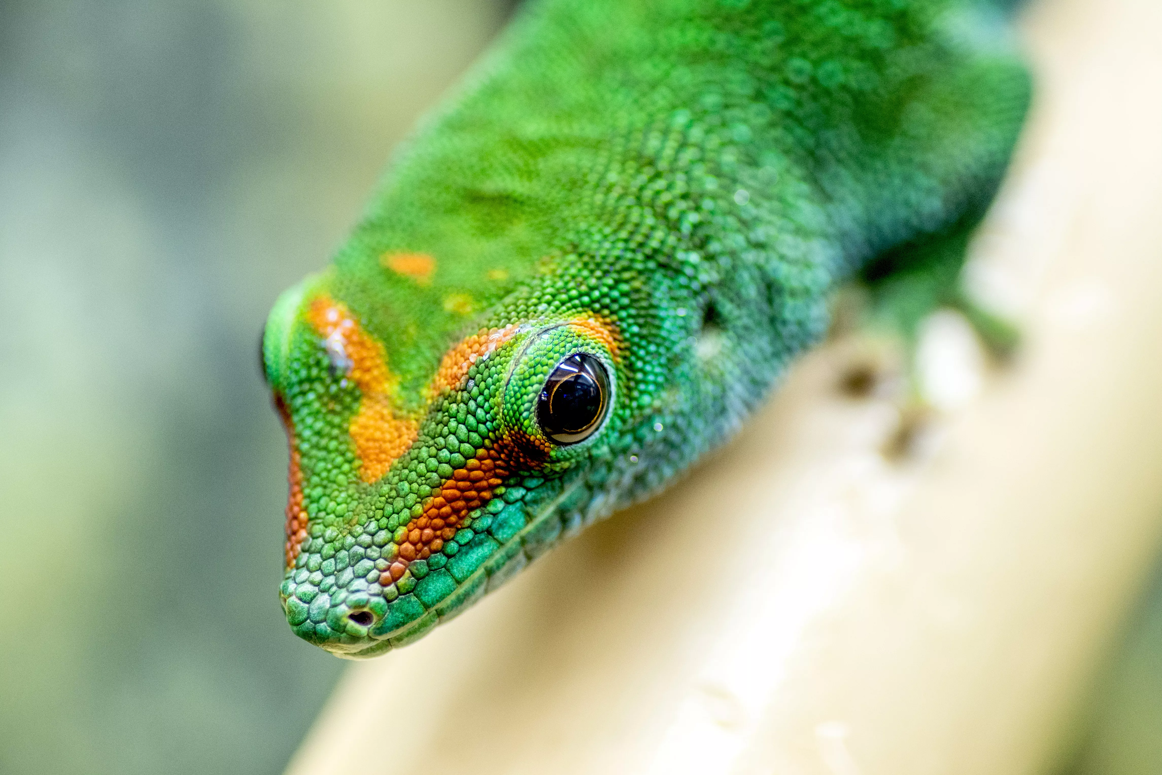 Bright green and orange day gecko head closeup