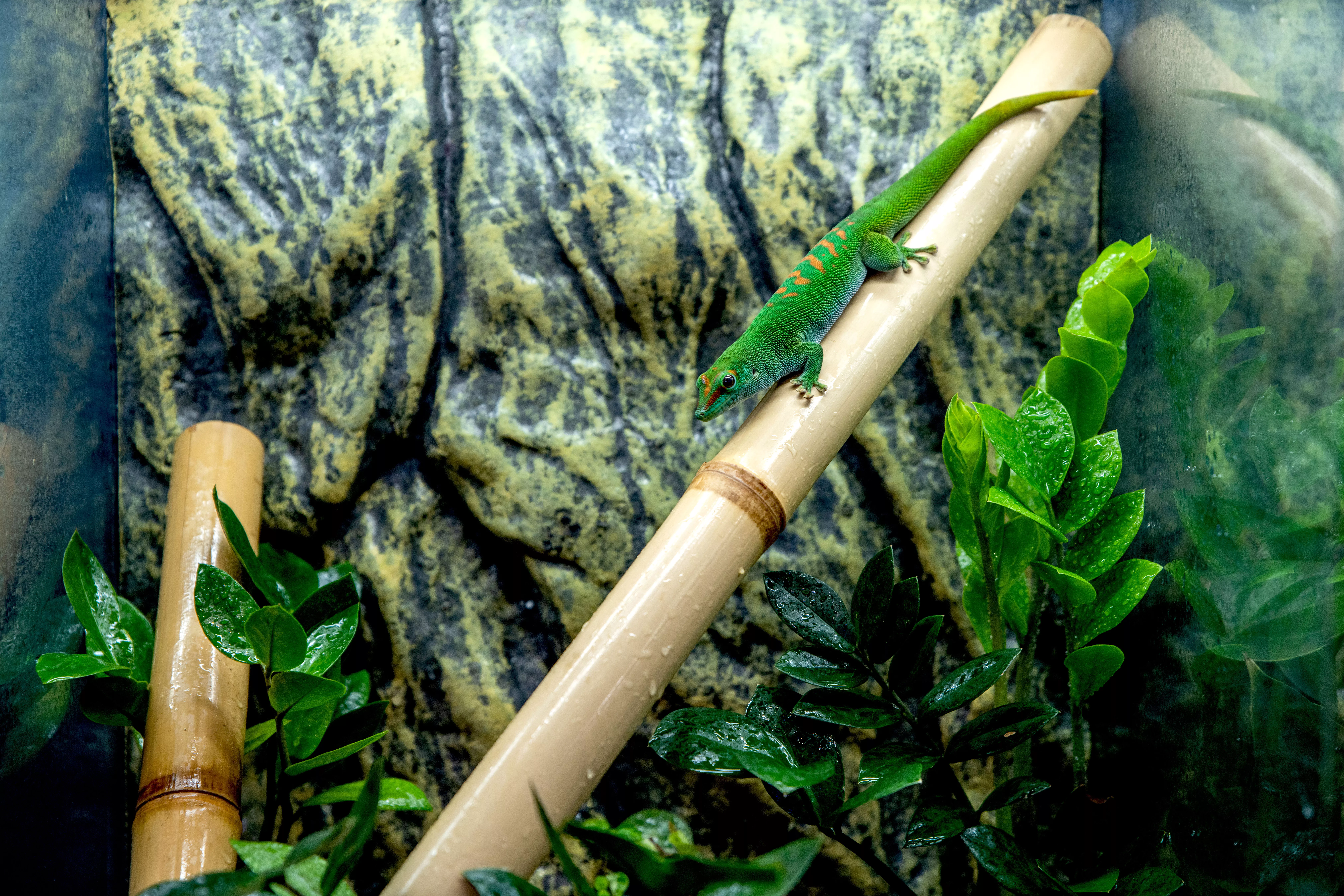Green day gecko on bamboo pole within large aquarium