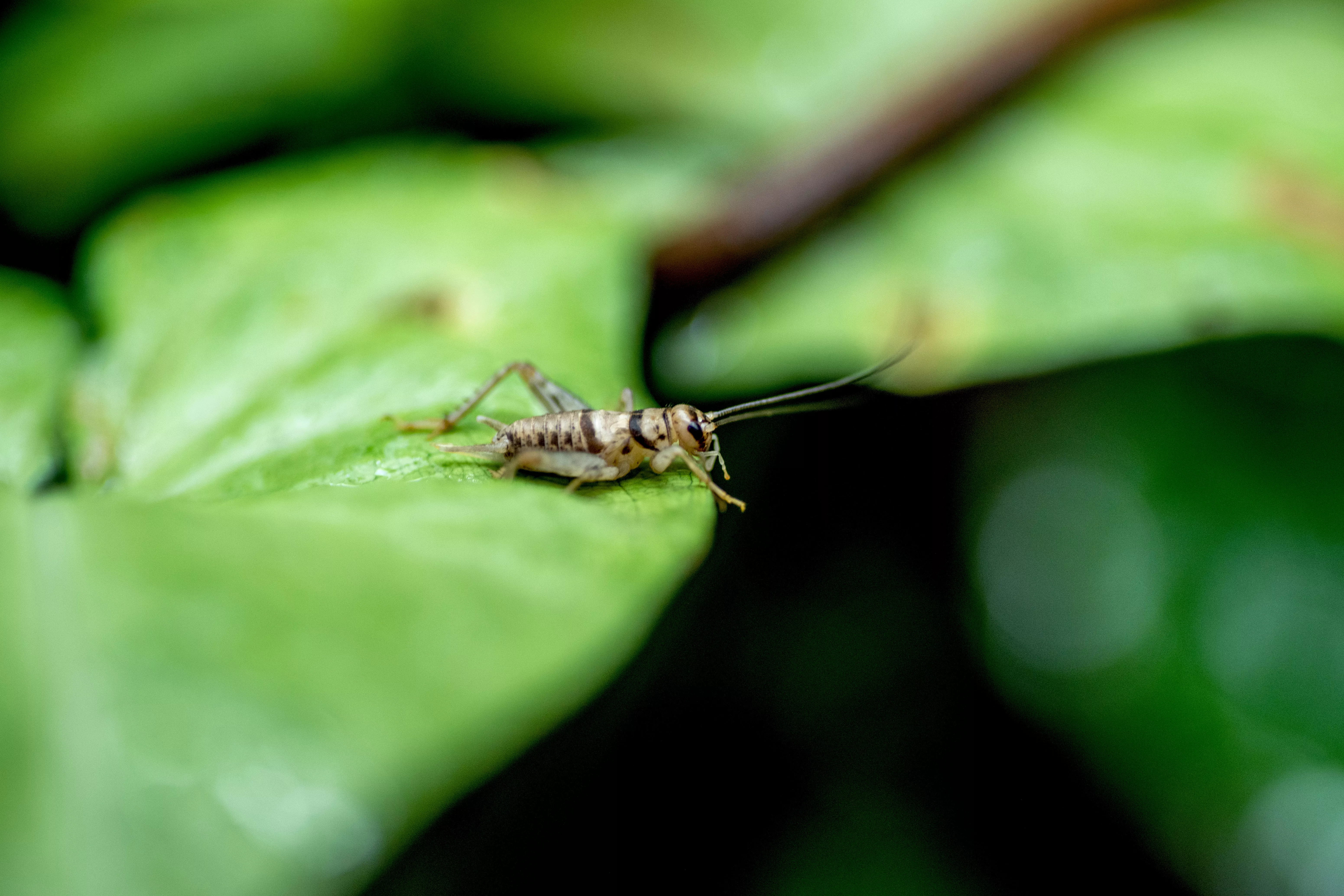 Tan and brown cricket on leaf to feed gecko
