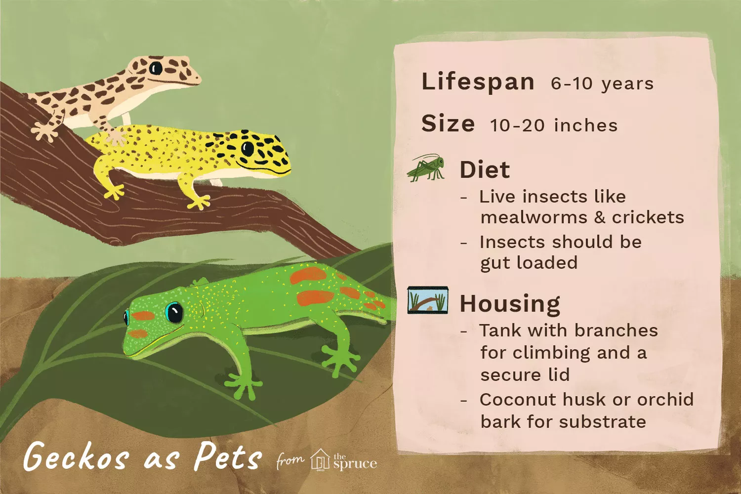 illustration of pet gecko care sheet