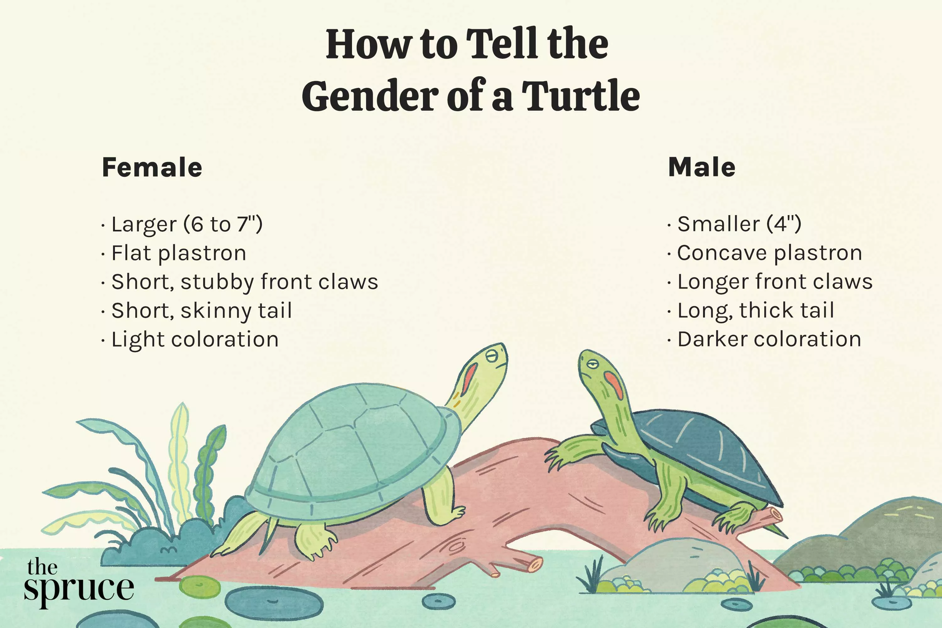 How to Accurately Identify the Gender of Your Turtle — care guide