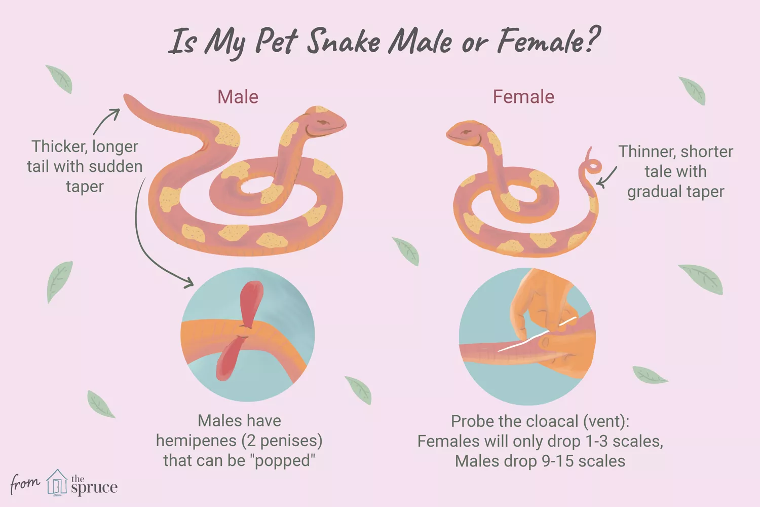 How to Safely Determine a Snake's Sex with Expert Techniques — care guide