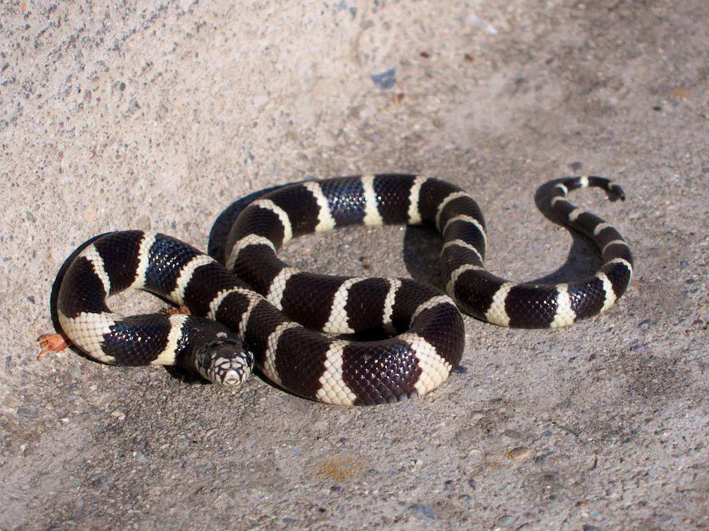 Kingsnakes and Milk Snakes: Species Profile — care guide