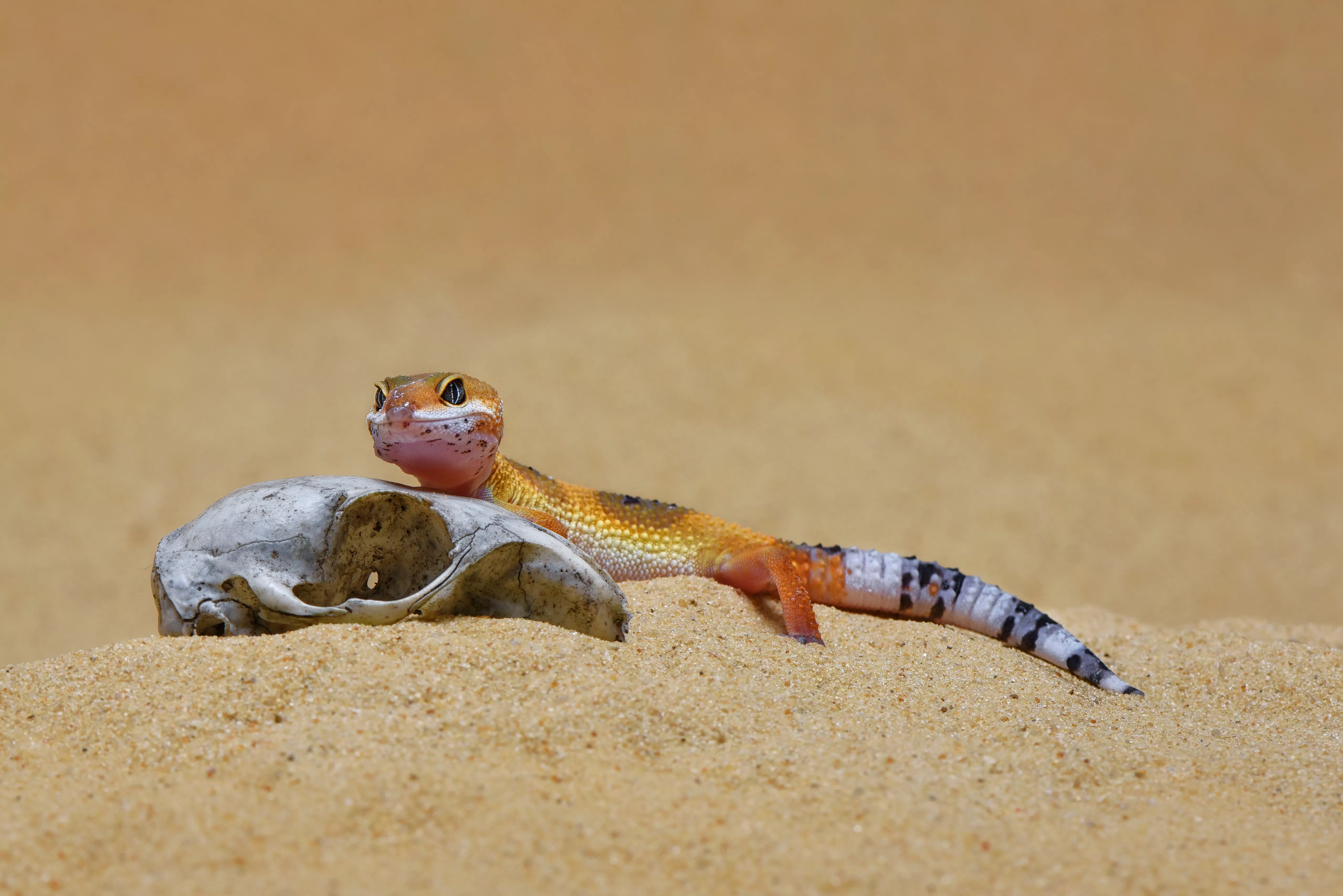 Leopard Gecko in sandy environment
