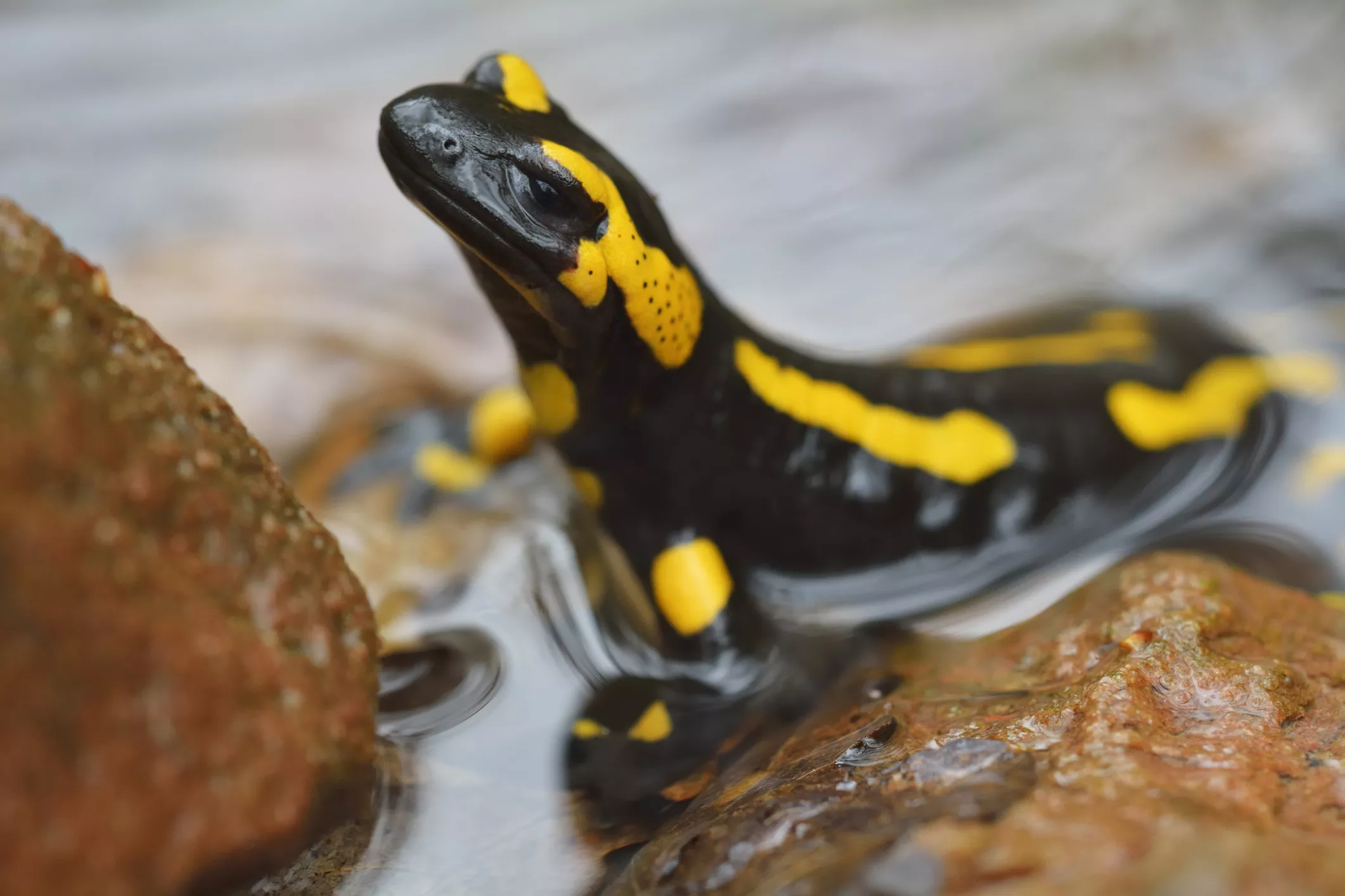 50+ Good Names for Pet Salamanders and Newts — care guide