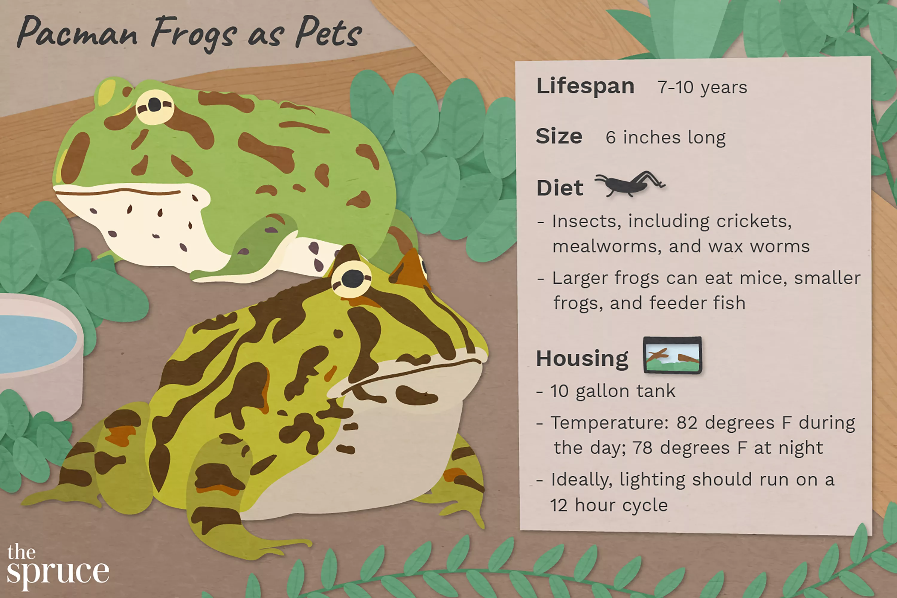 Pacman Frogs as Pets