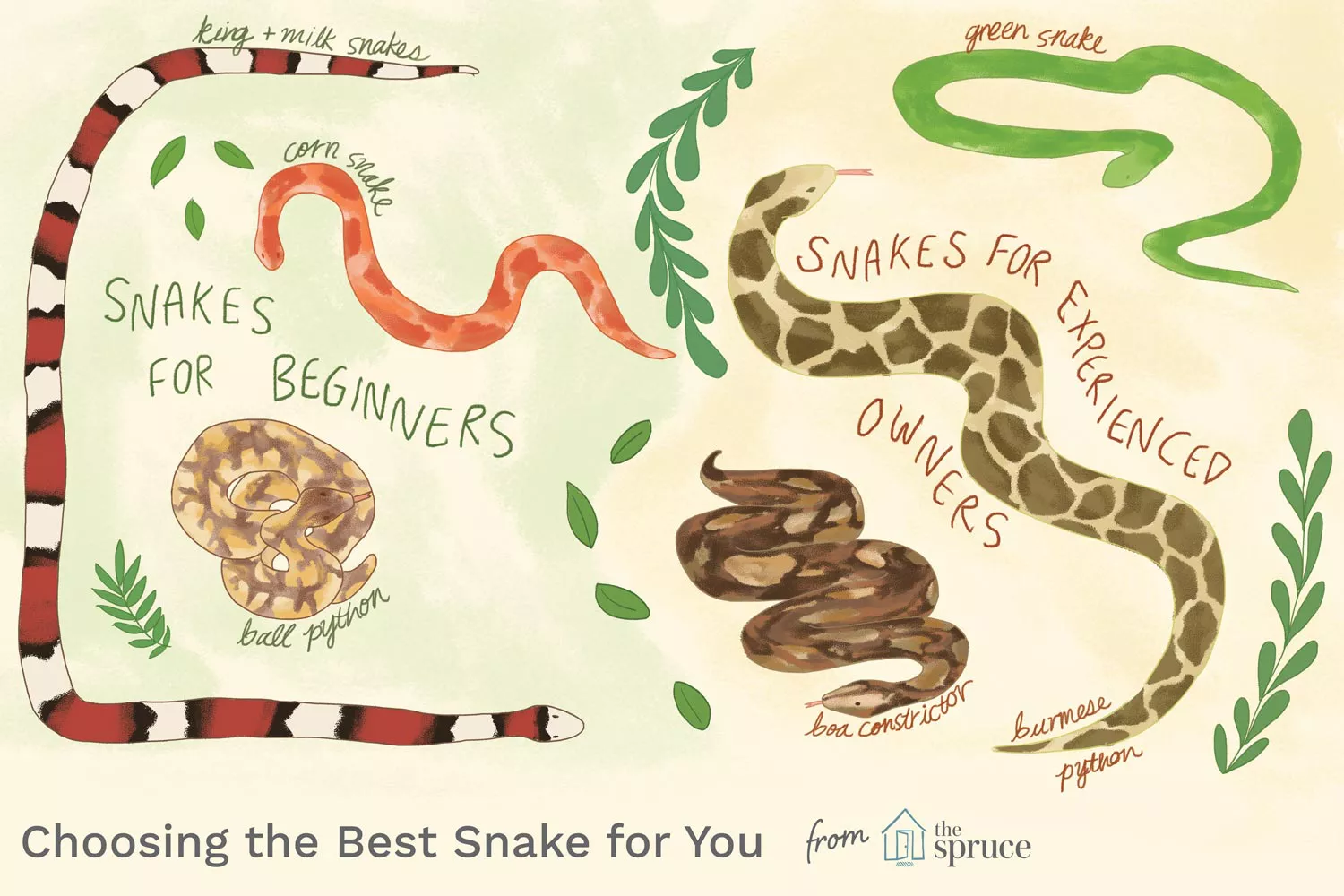 Illustration depicting good snakes for beginners and for experienced owners