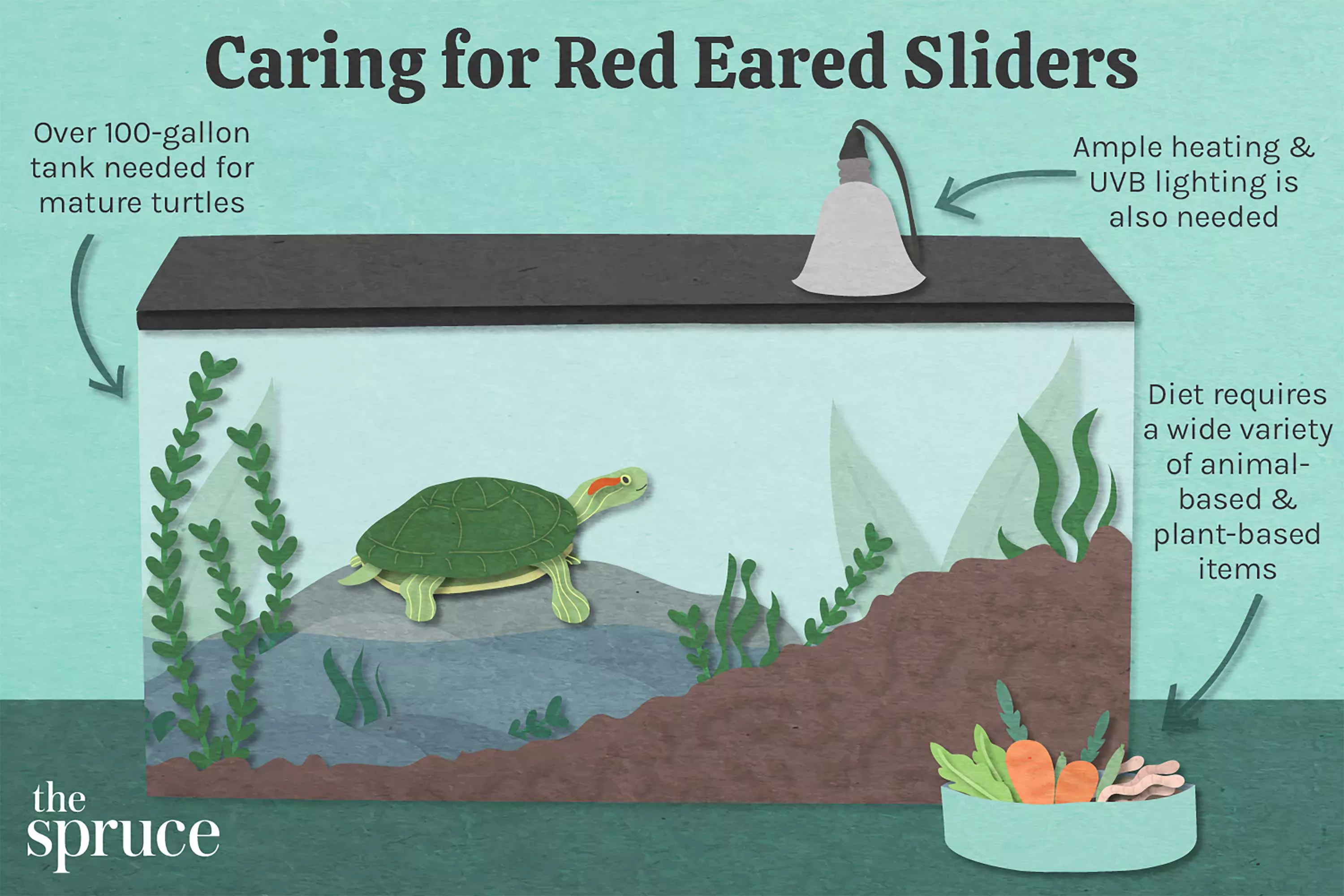 Caring for Red Eared Sliders Illustration