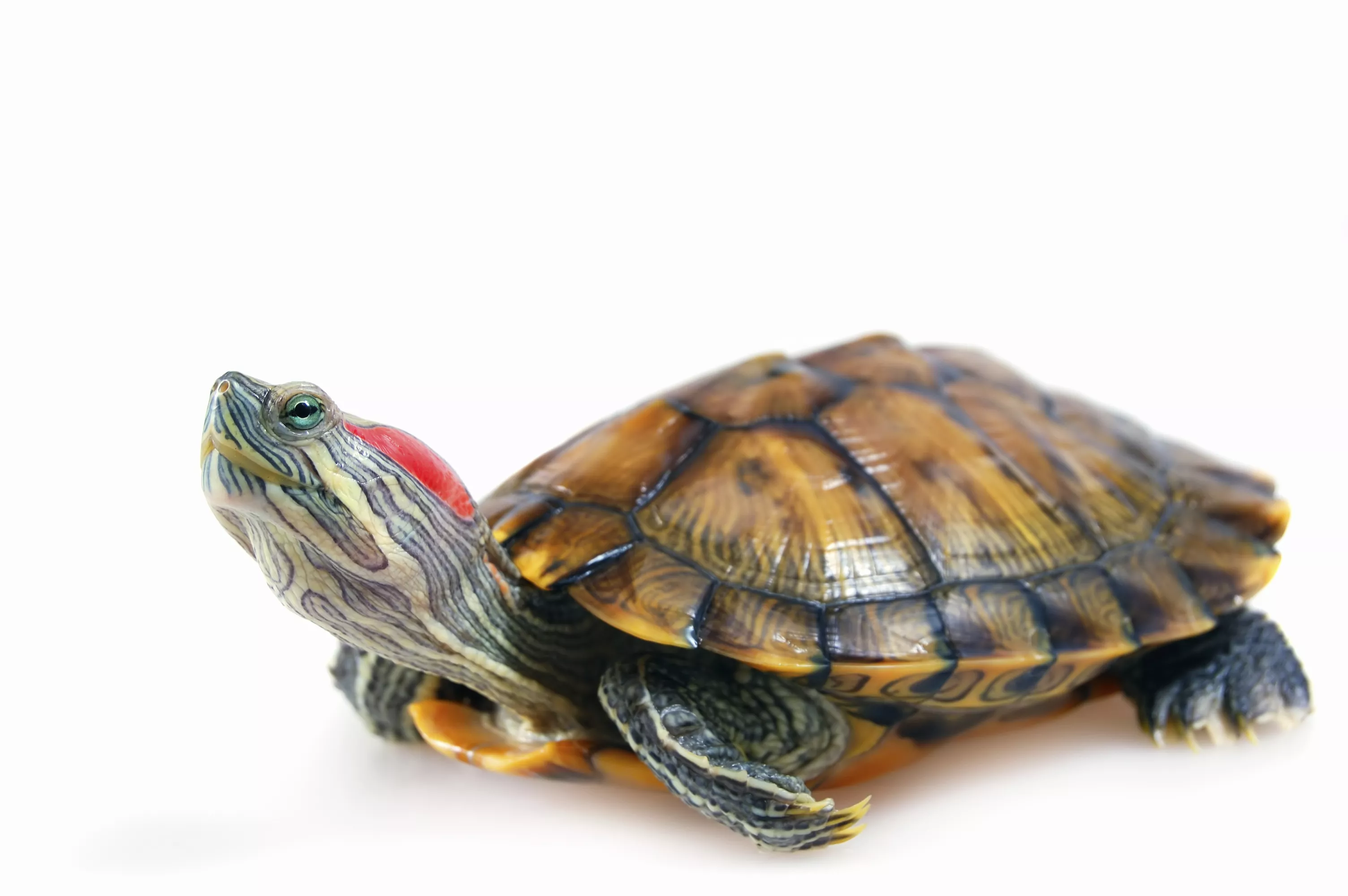 Red eared slider on white background