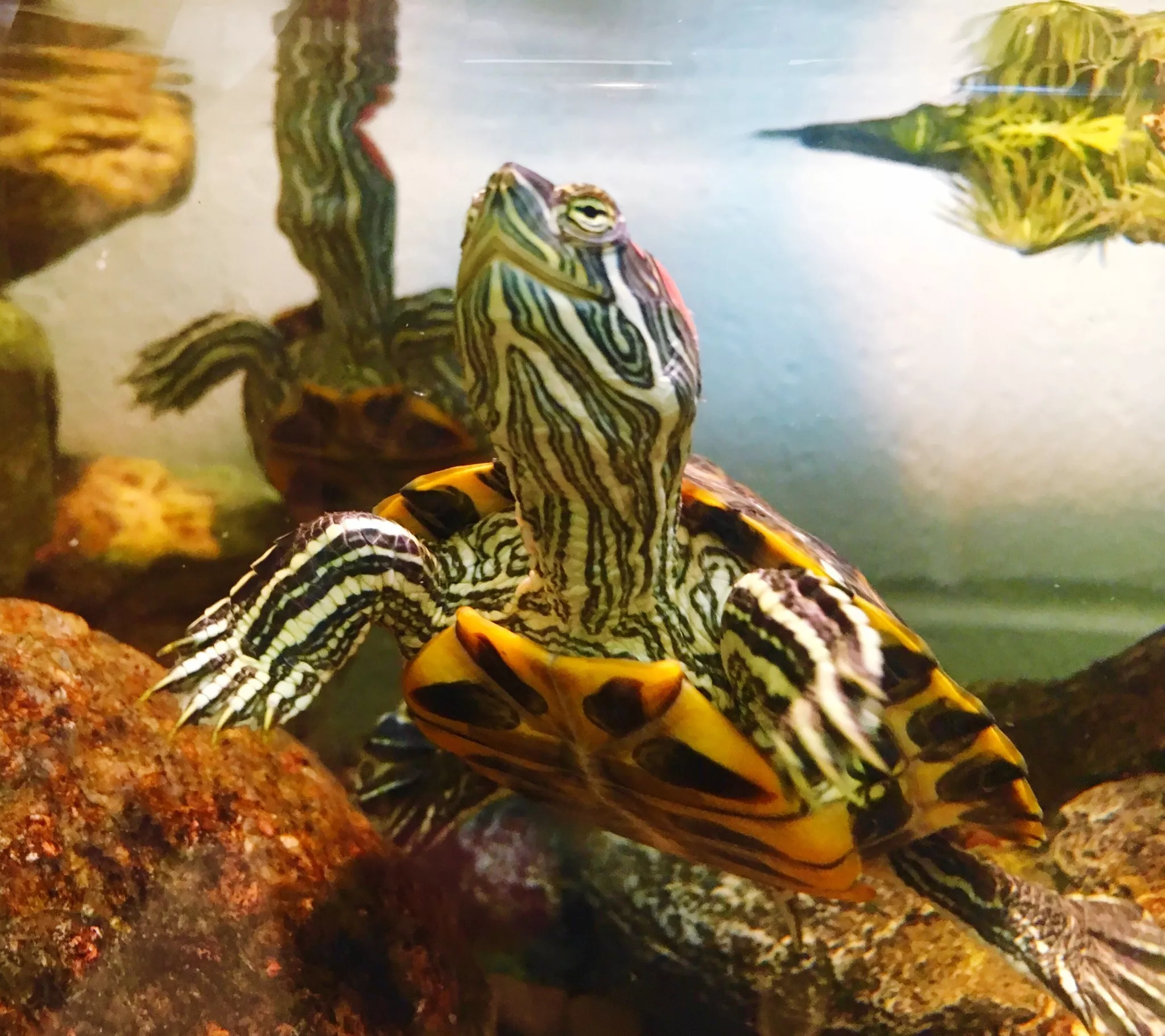Red eared slider in a tank