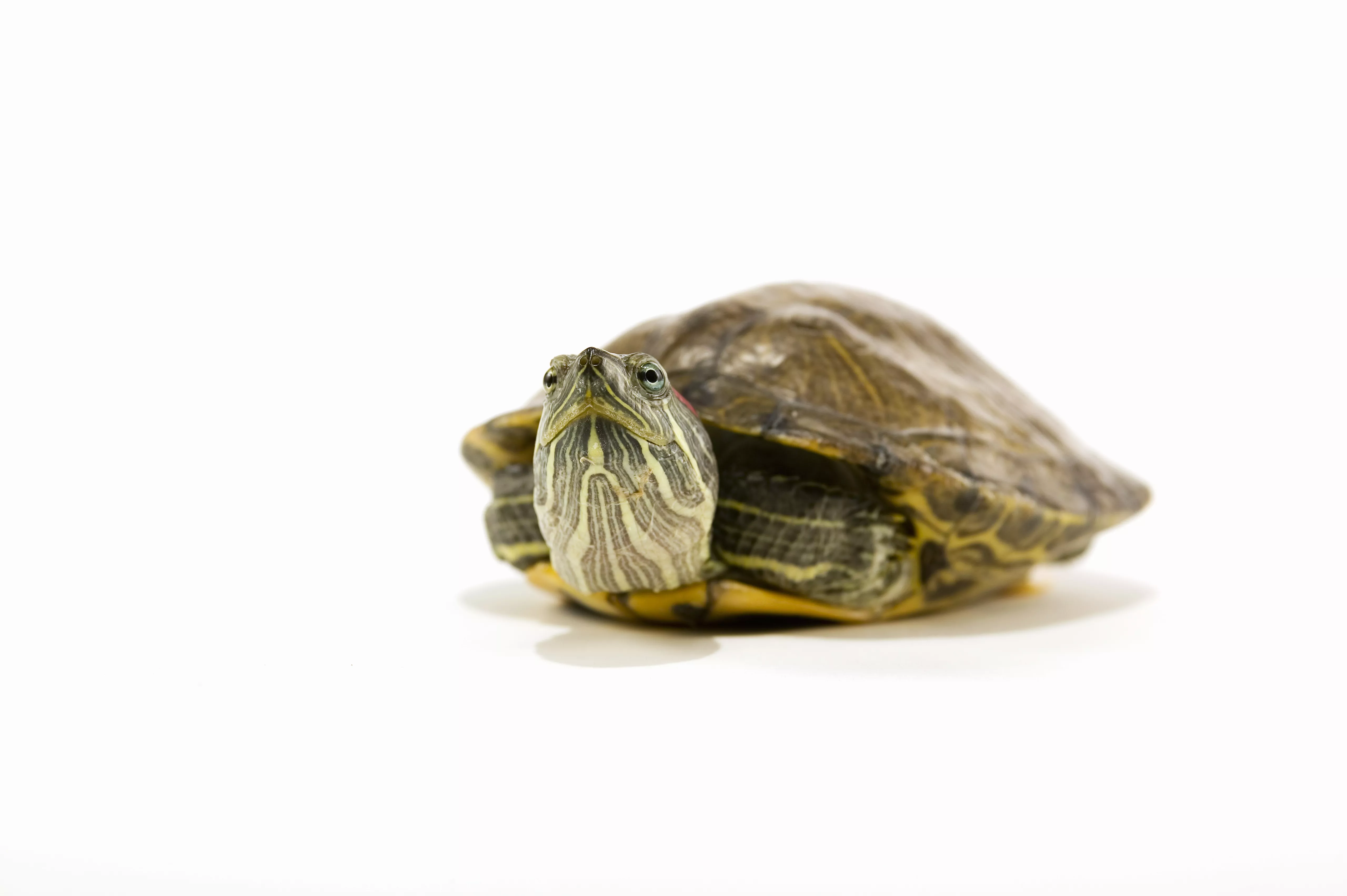 Red eared slider with legs pulled into the shell