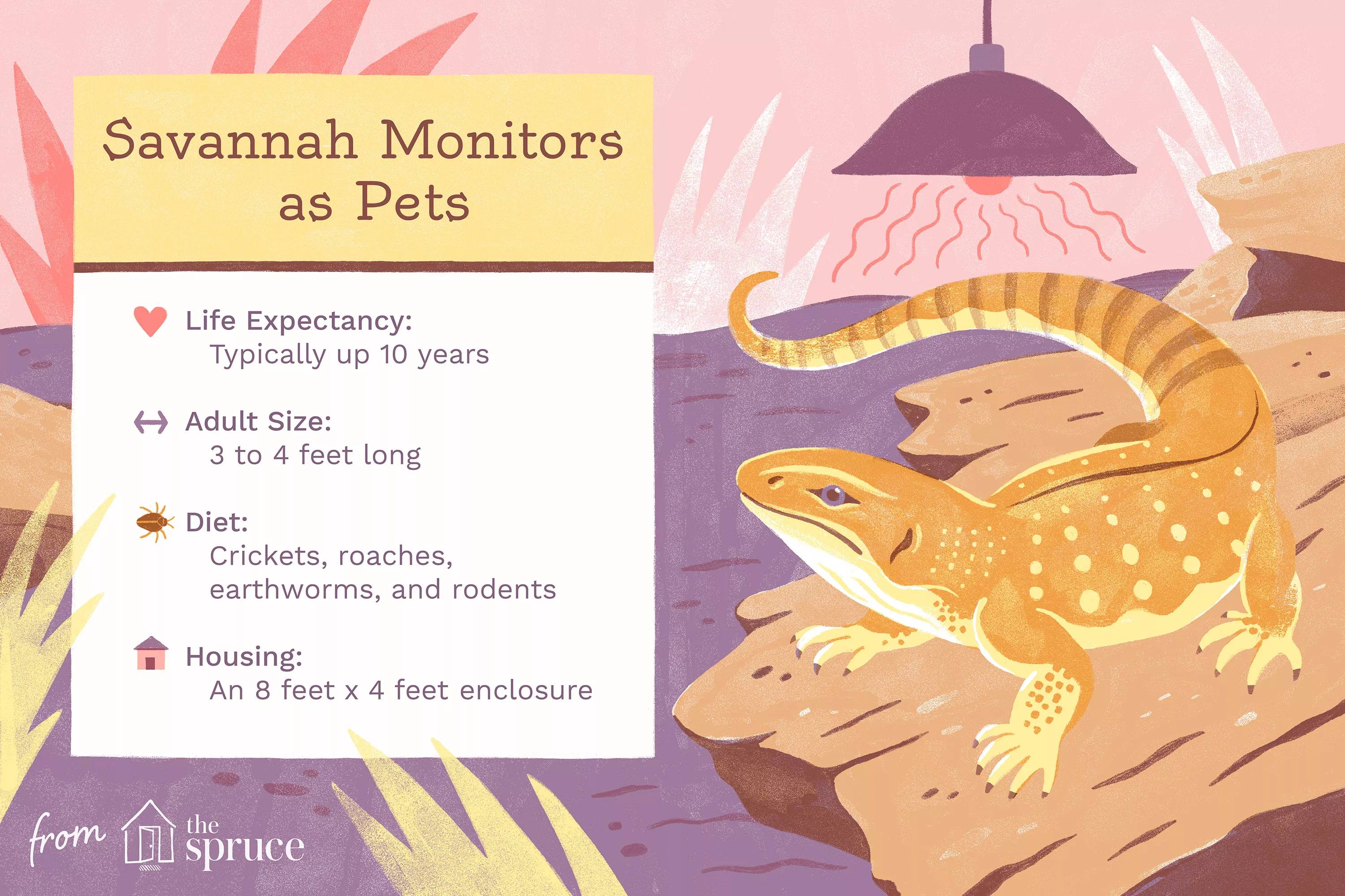 Savannah Monitors as Pets