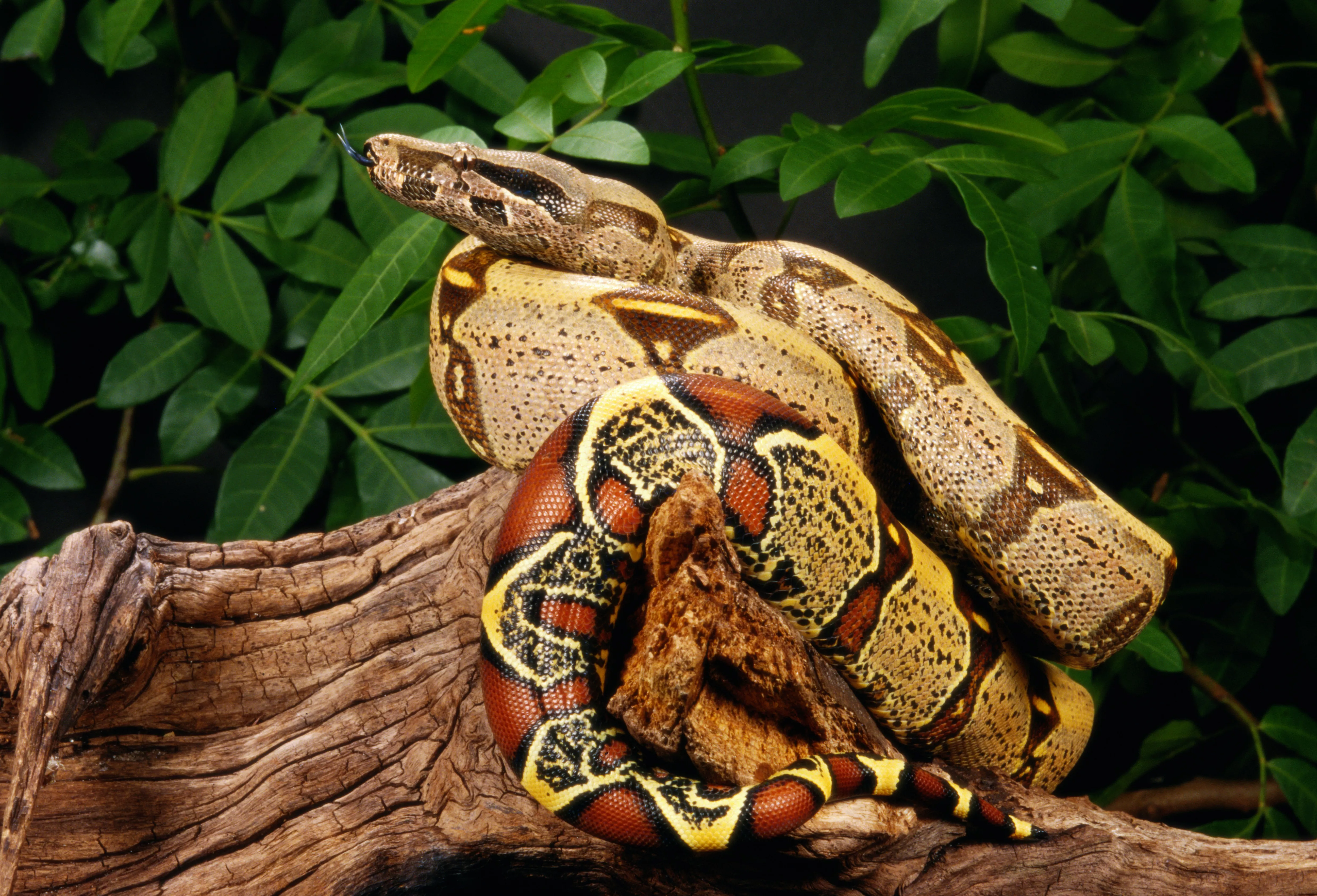 PERUVIAN RED-TAILED BOA IN NORTHEASTERN PERU