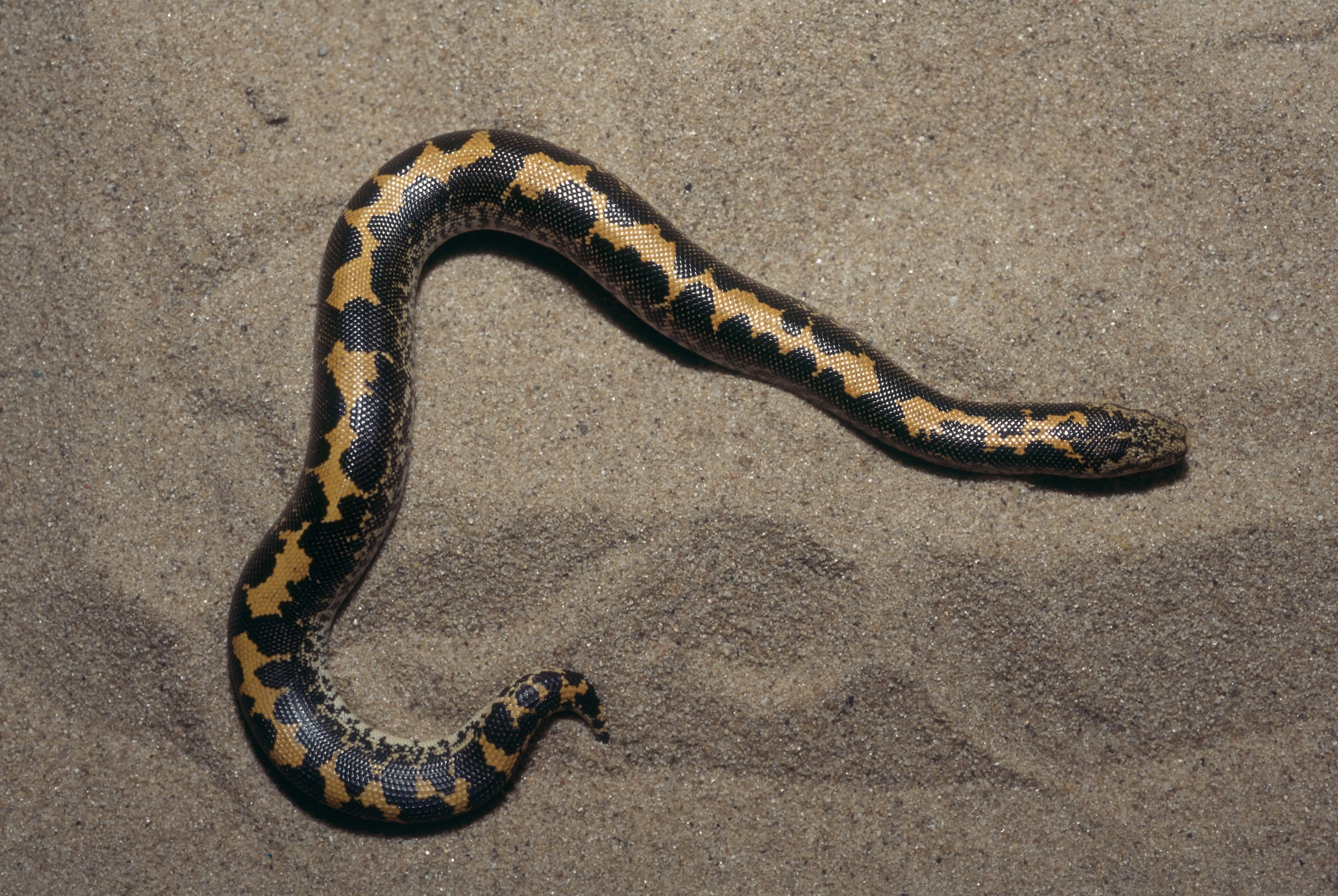 Kenyan Sand Boa (Eryx colubrinus loverridgei), East Africa