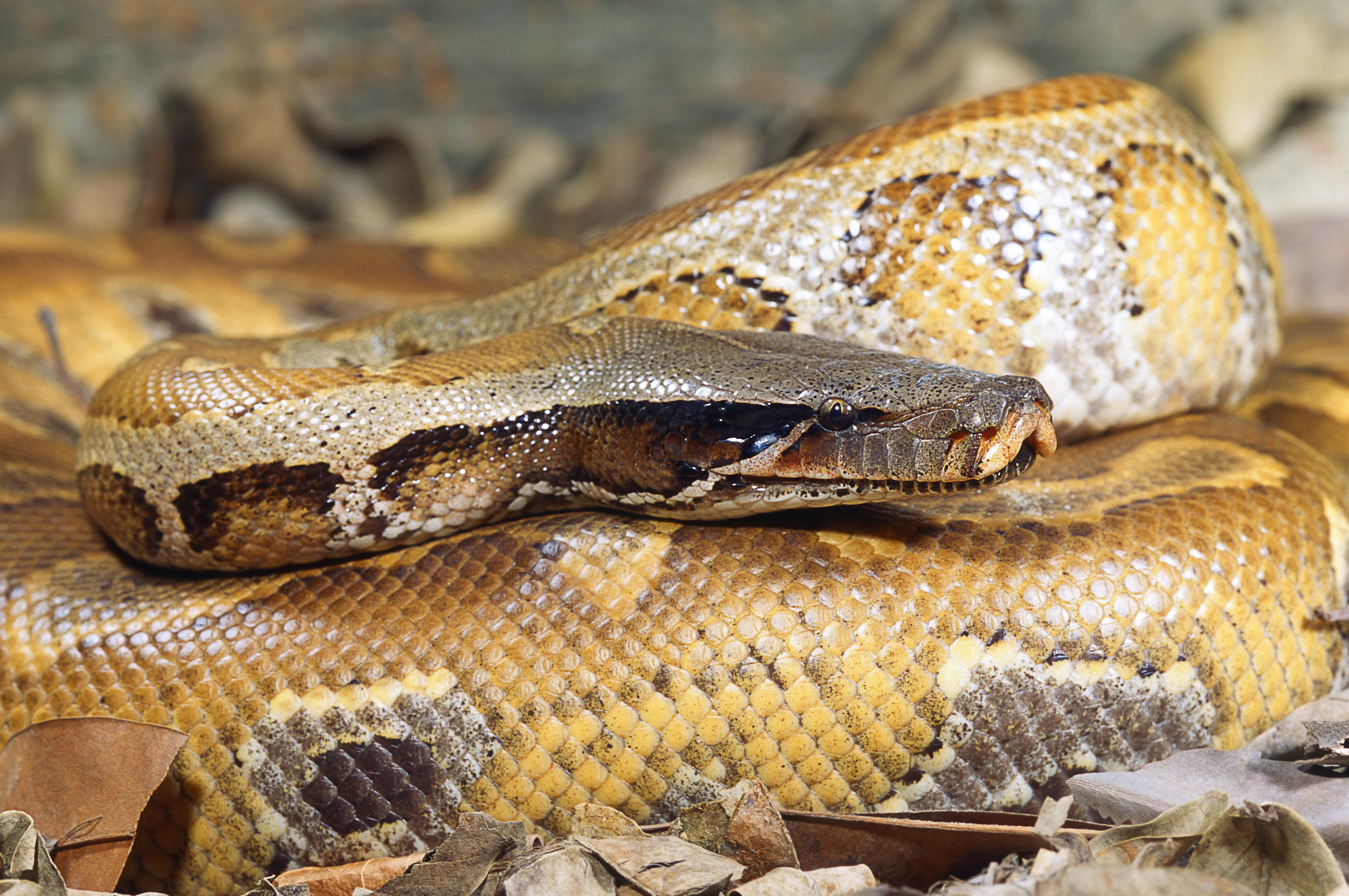 Blood Python