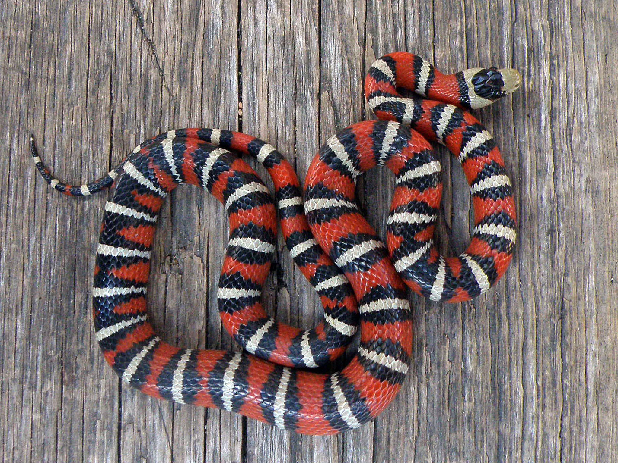 Lampropeltis pyromelana knoblochi