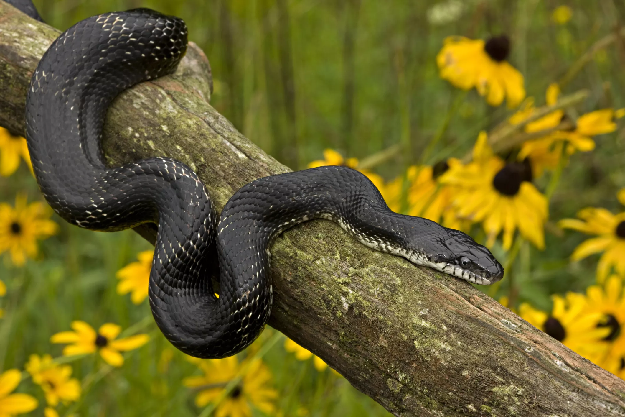 Black Ratsnake (Elaphe obsoleta), New York, USA