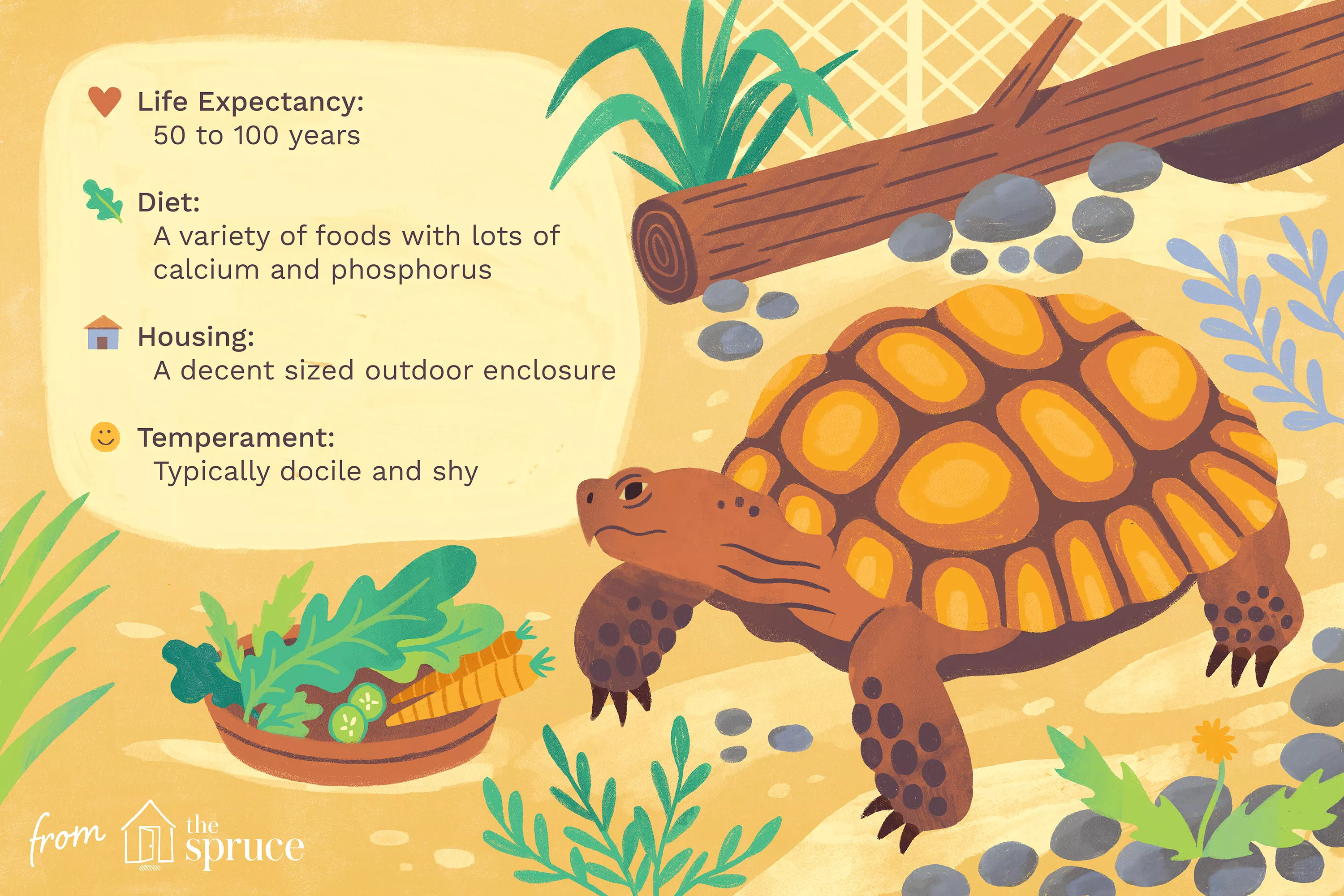Tortoise
