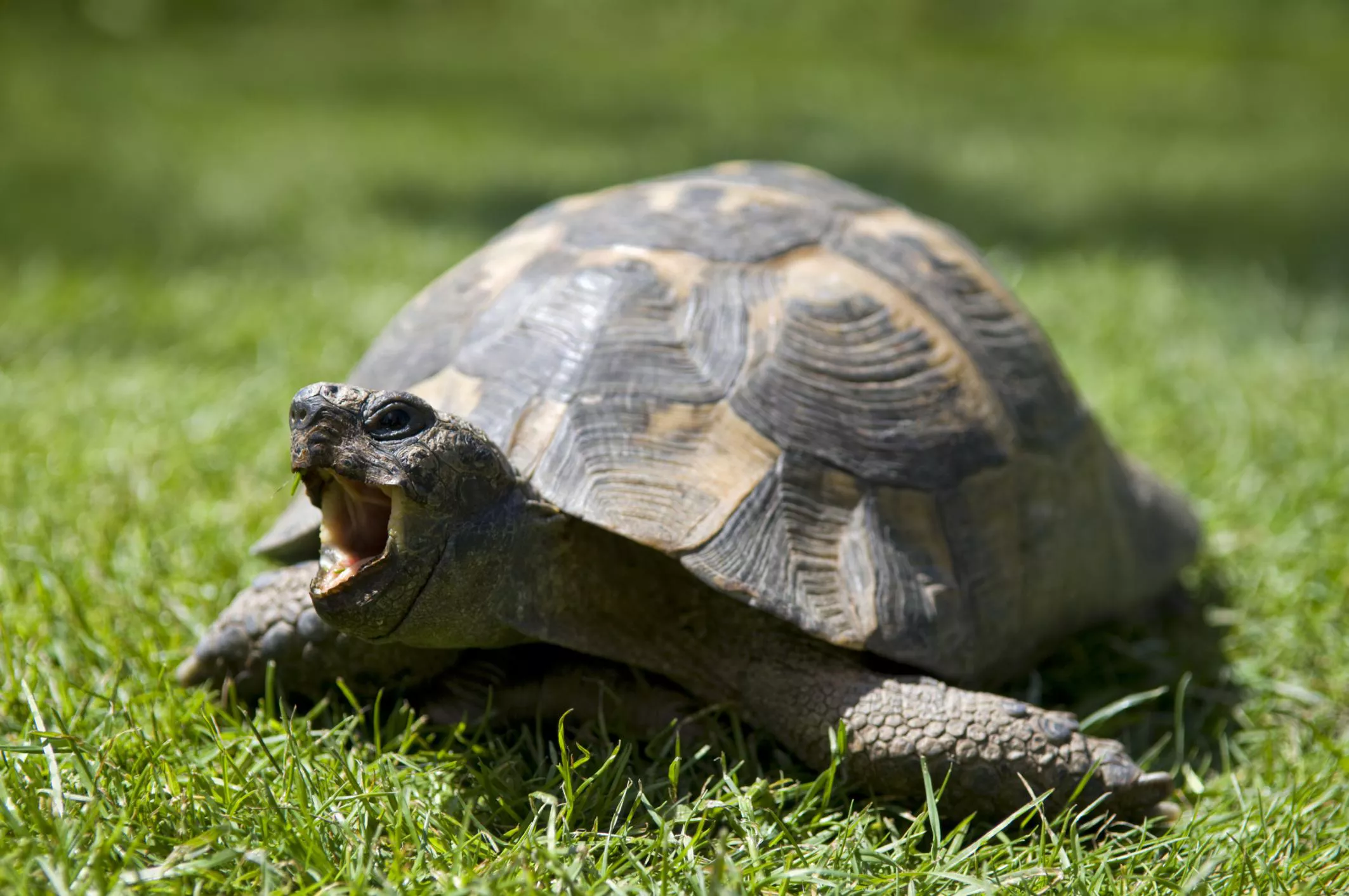 Your Guide to Choosing and Caring for a Pet Tortoise — care guide
