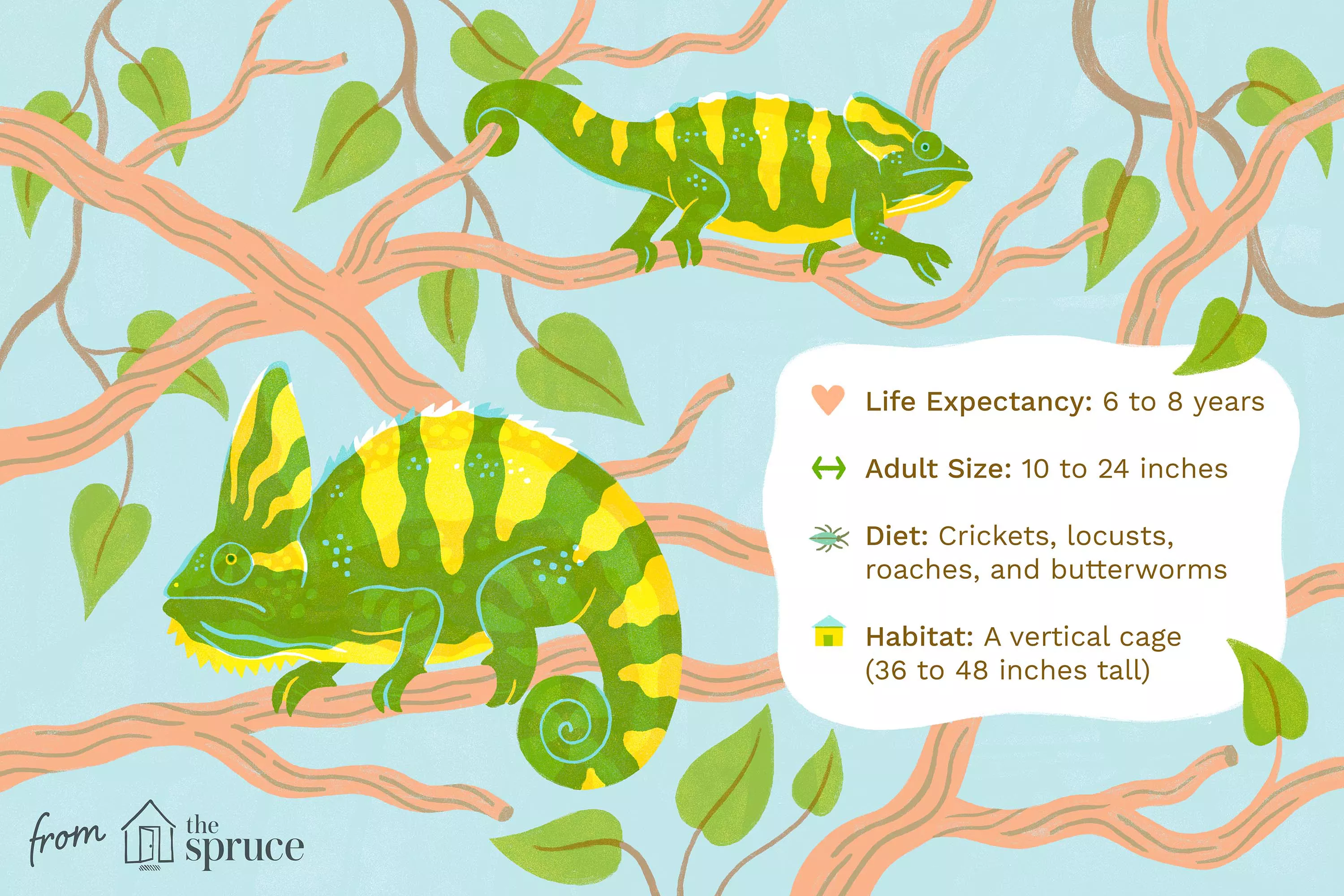 Veiled Chameleons