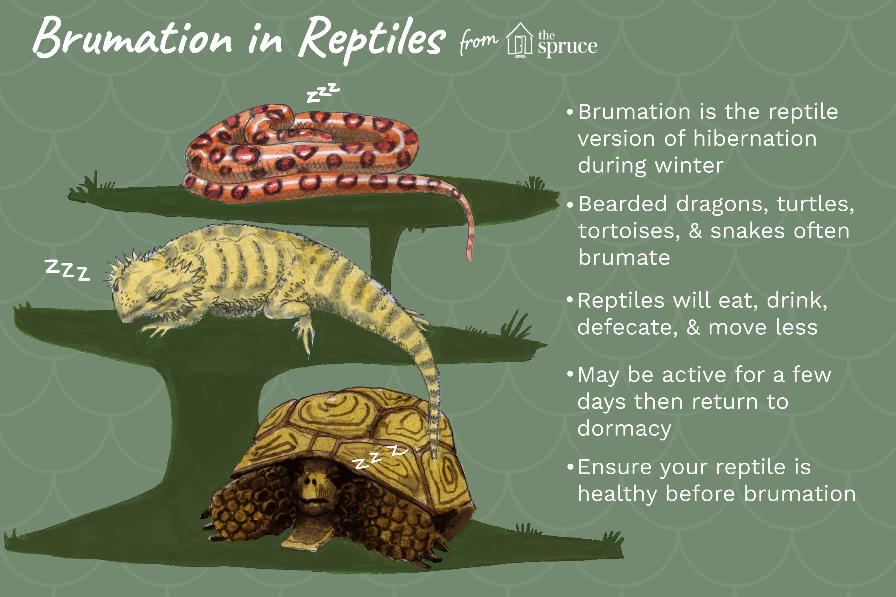 Brumation in Reptiles
