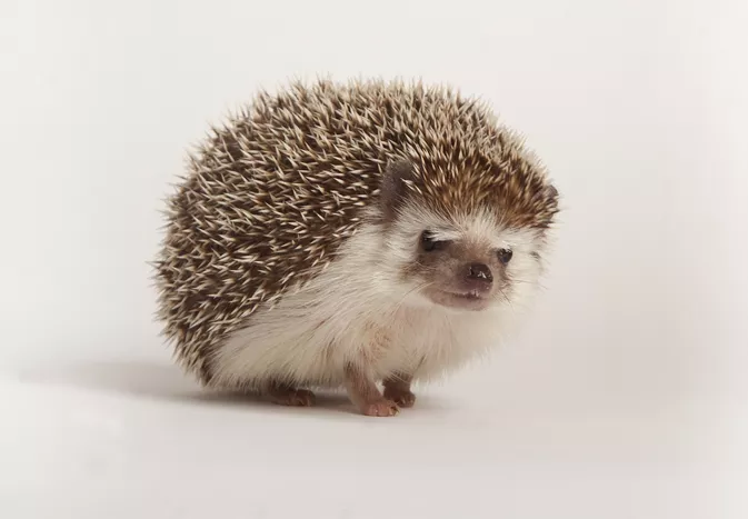 Hedgehogs